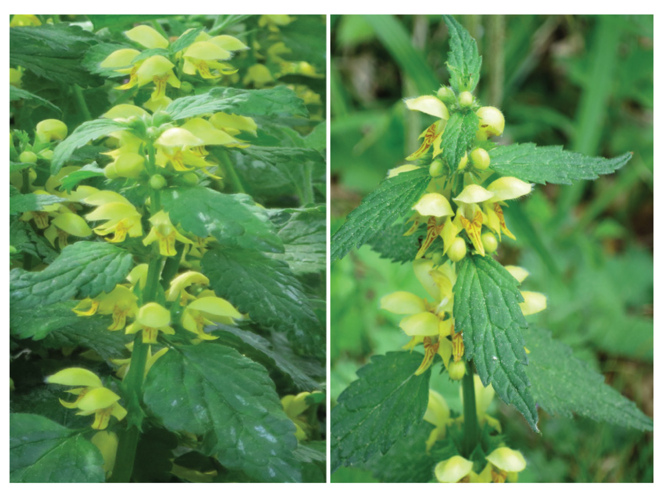 Plants 12 01527 g001 Plants 12 01527 g001