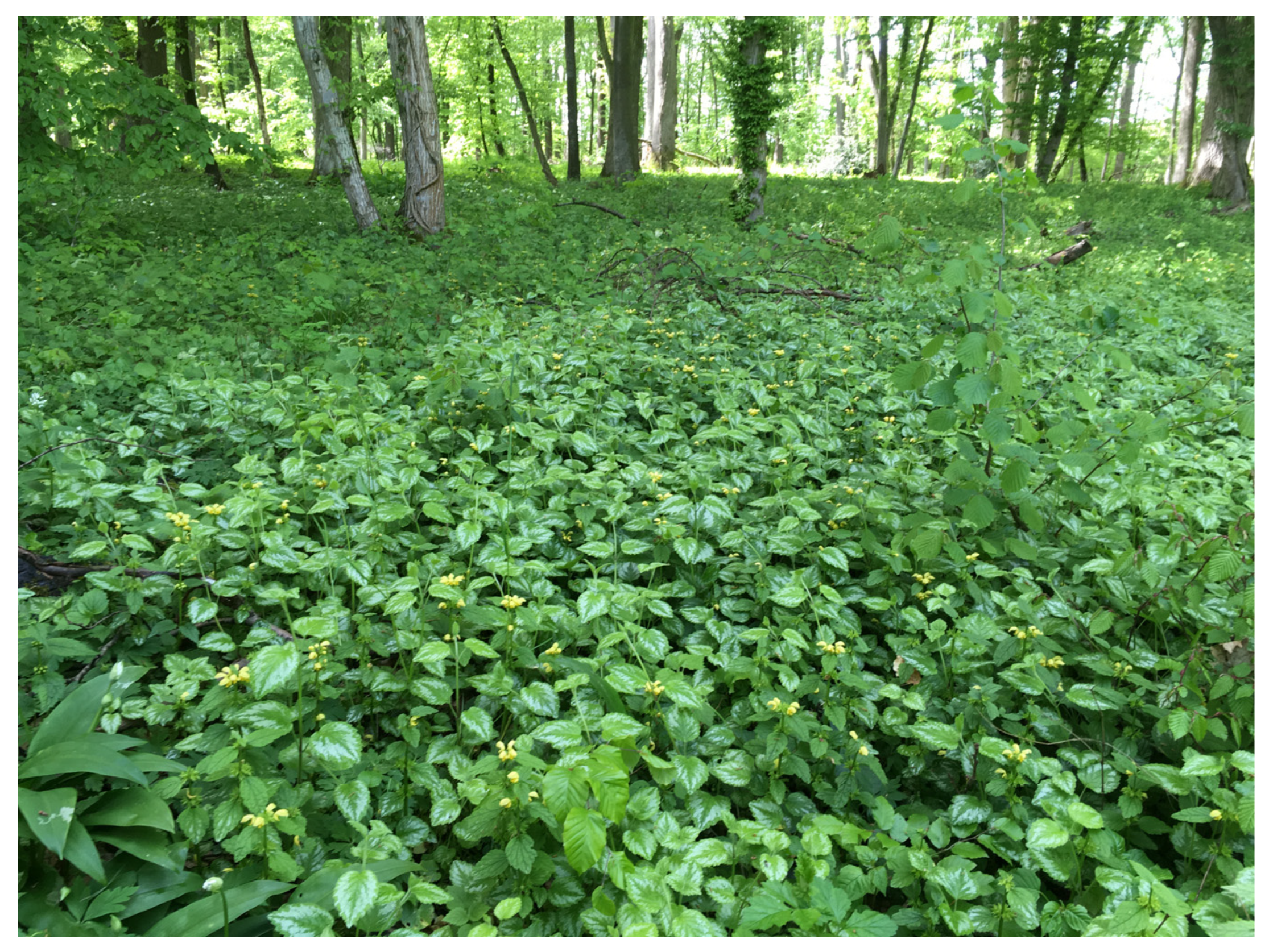 Plants 12 01527 g002 Plants 12 01527 g002