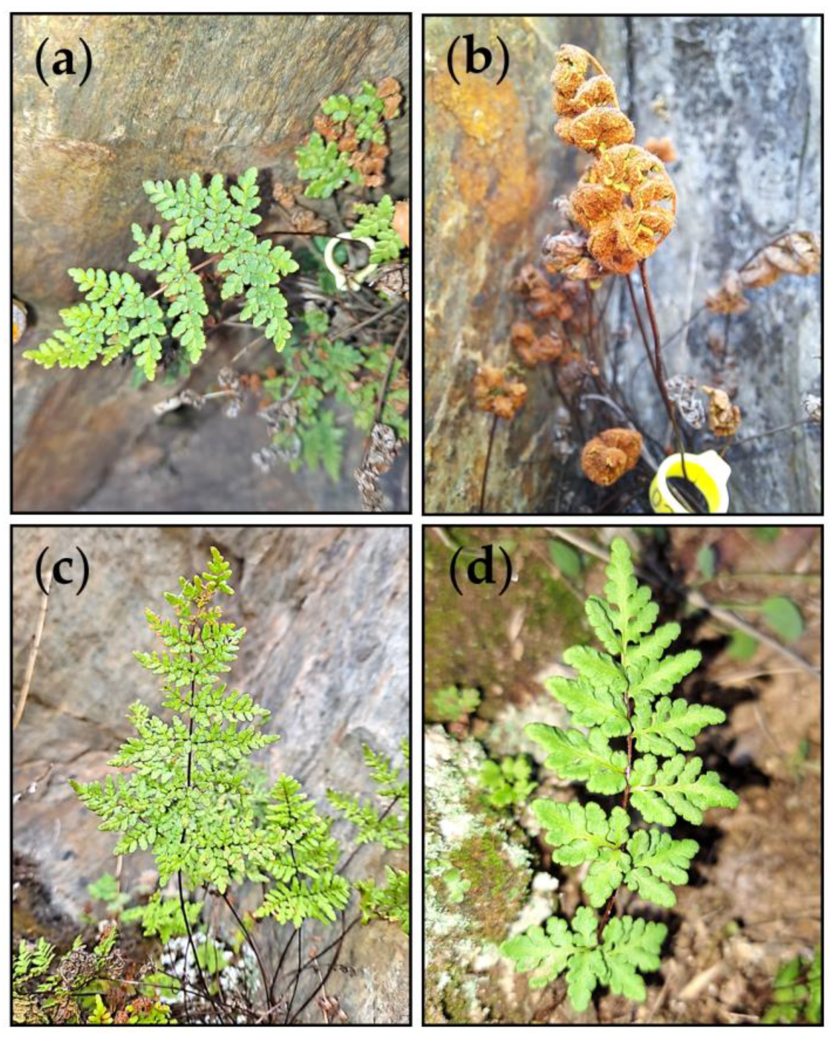 Plants 12 01529 g001 Plants 12 01529 g001