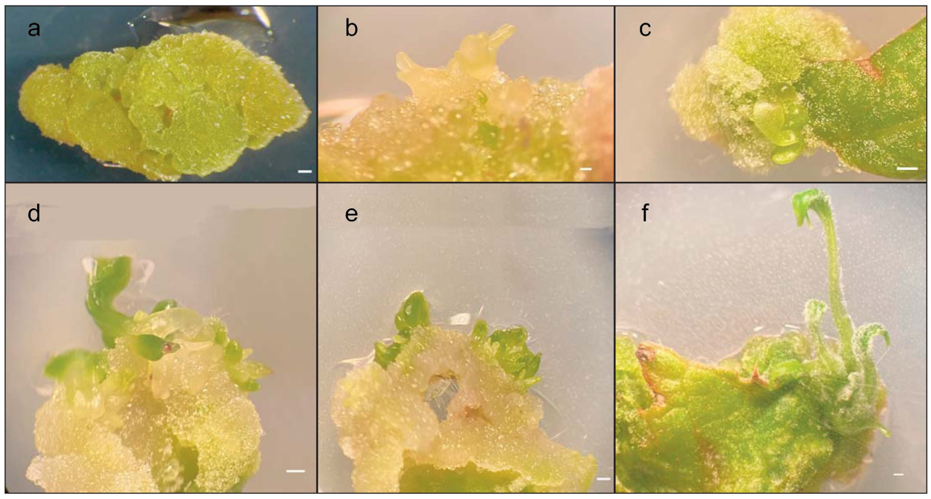 Plants 12 01530 g002
