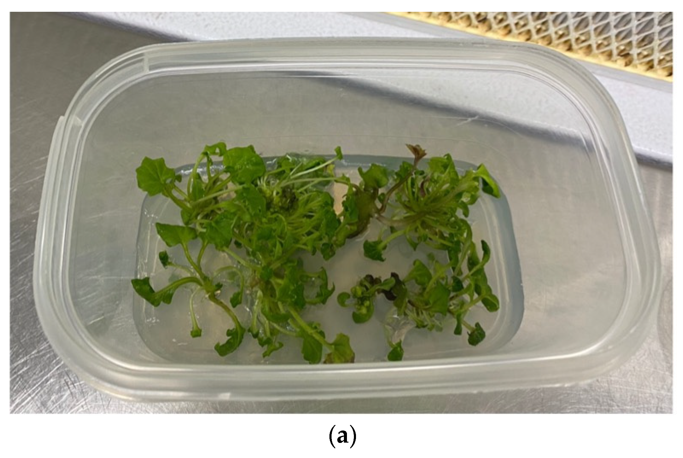 Plants 12 01530 g004a