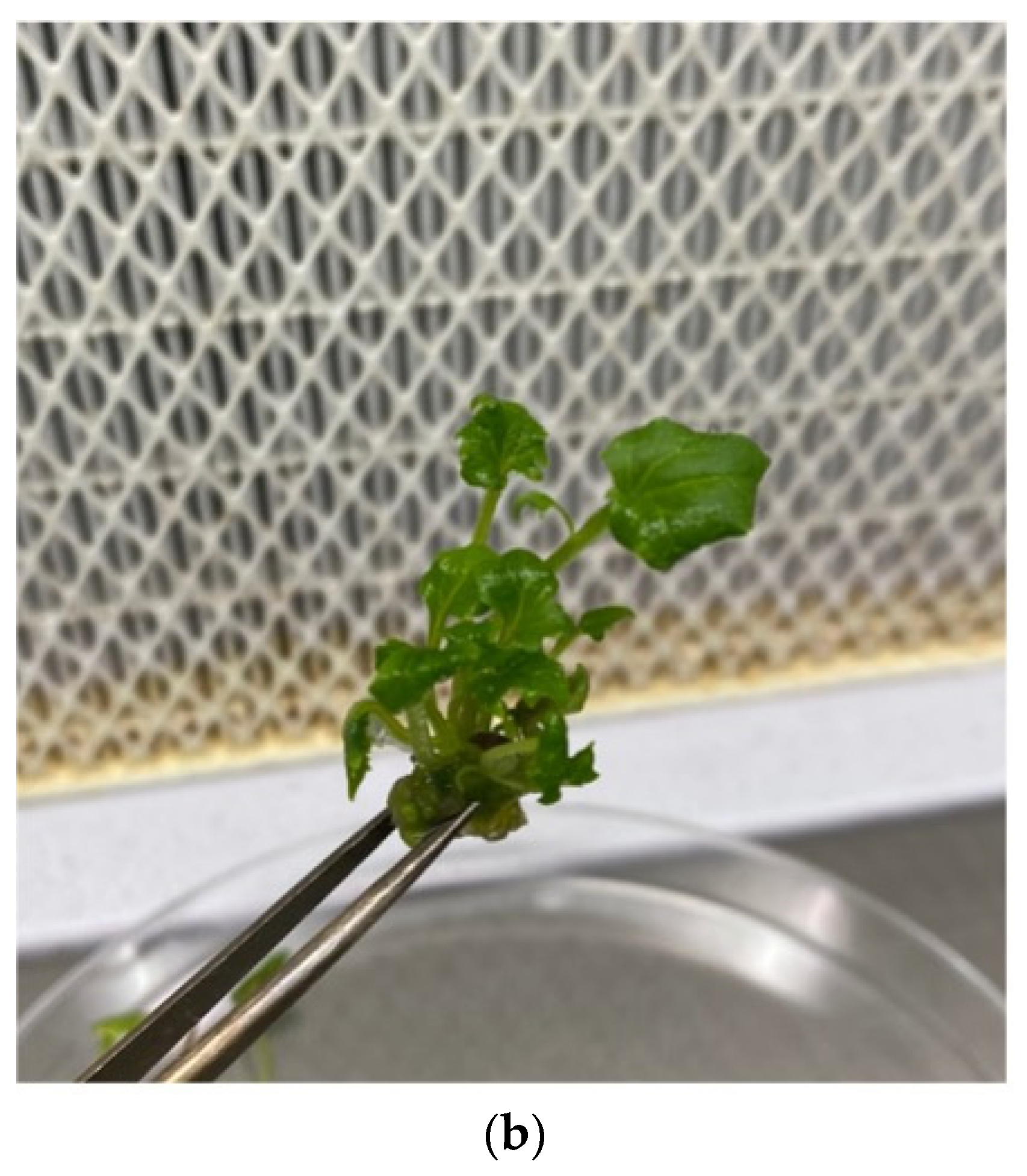 Plants 12 01530 g004b