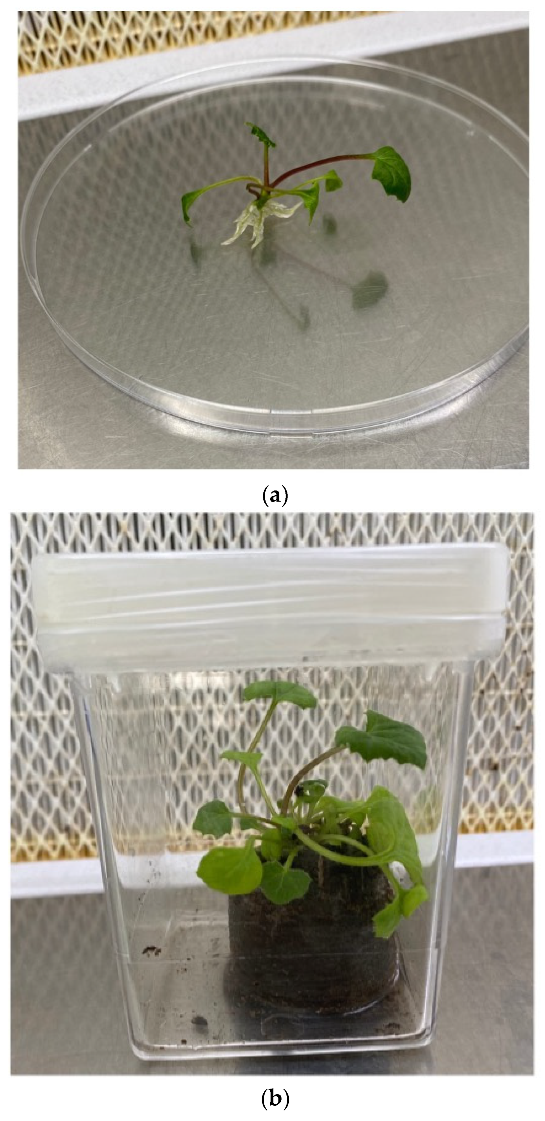 Plants 12 01530 g005a