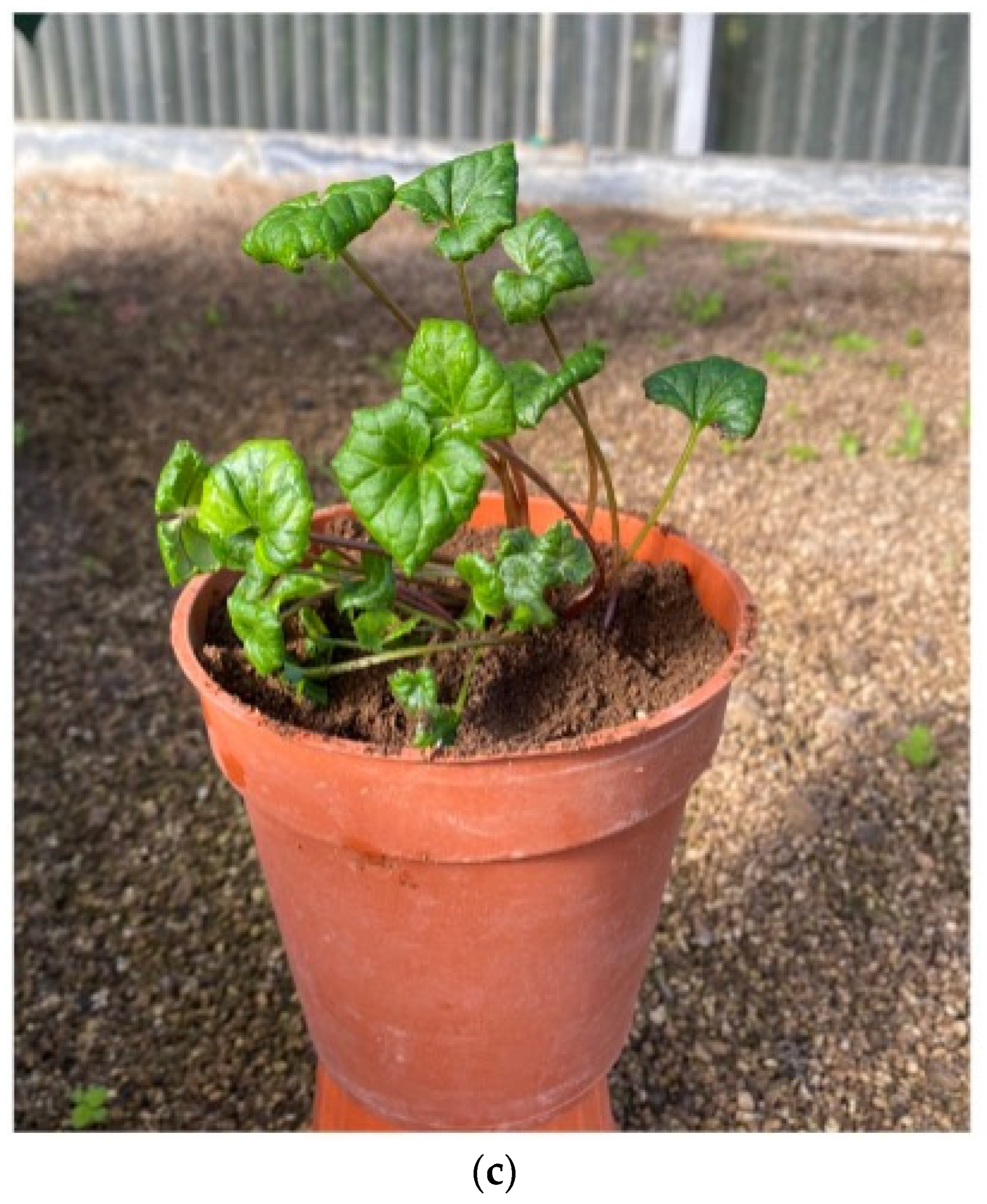 Plants 12 01530 g005b