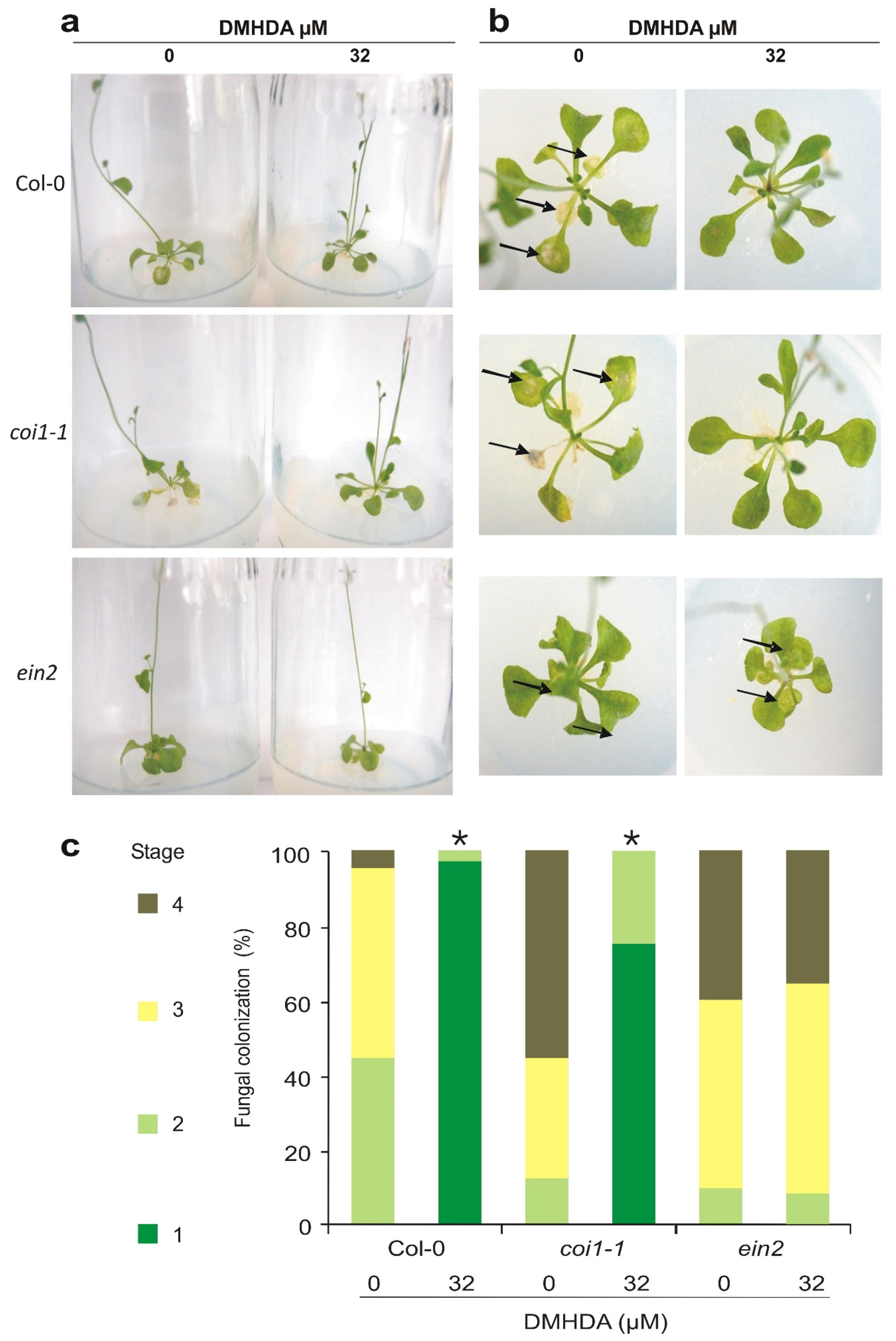 Plants 12 01540 g004 Plants 12 01540 g004