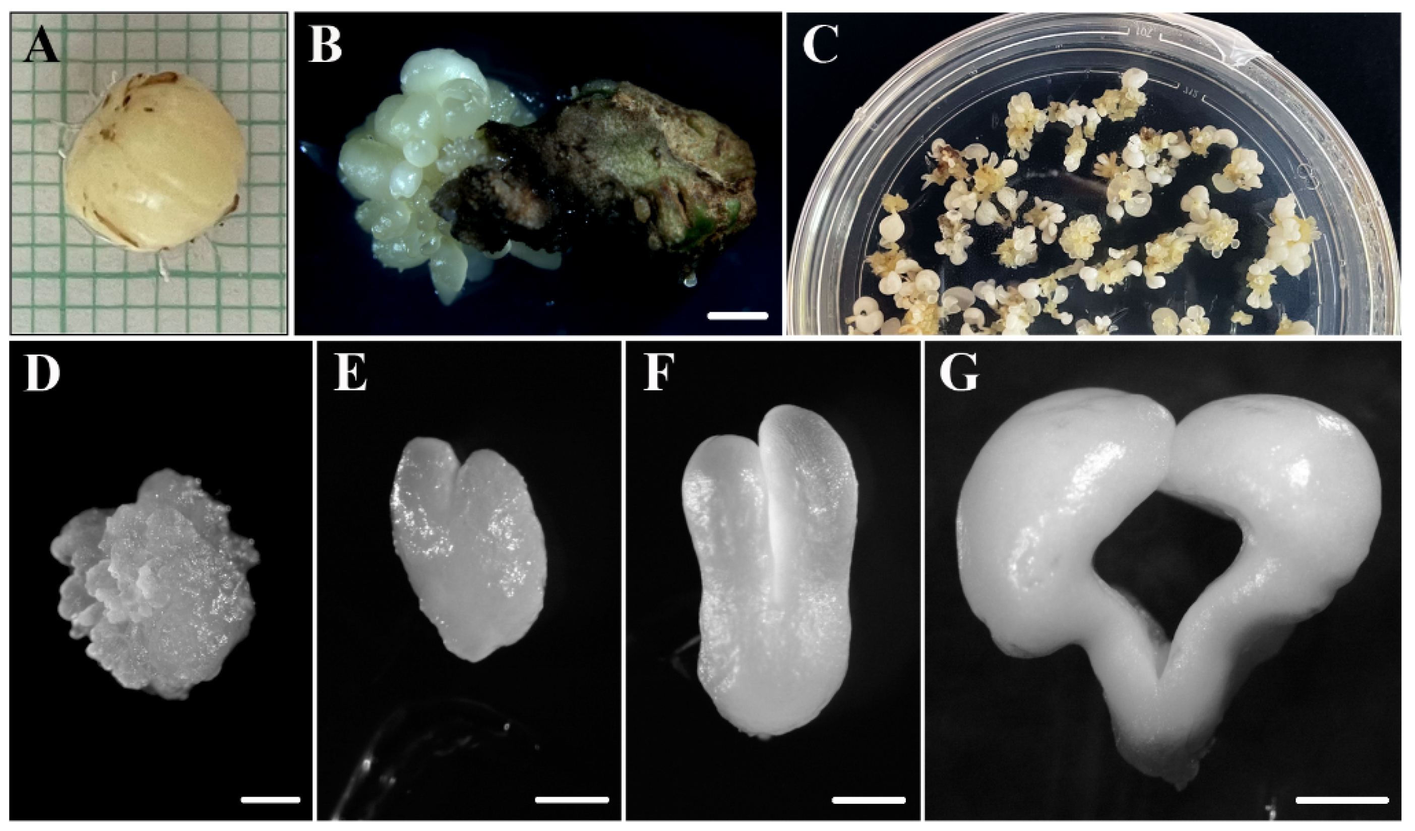 Plants 12 01542 g001 Plants 12 01542 g001