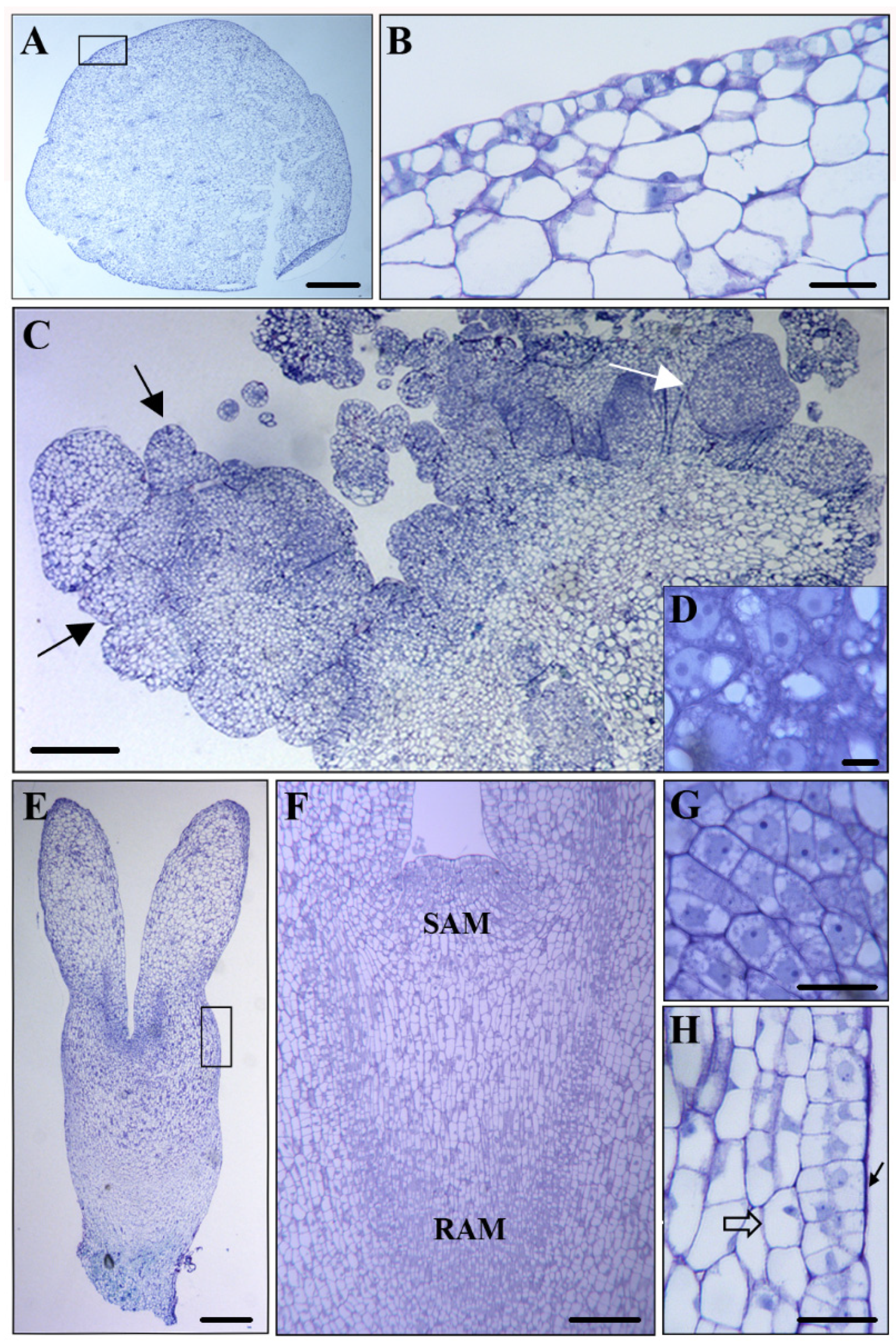 Plants 12 01542 g002 Plants 12 01542 g002