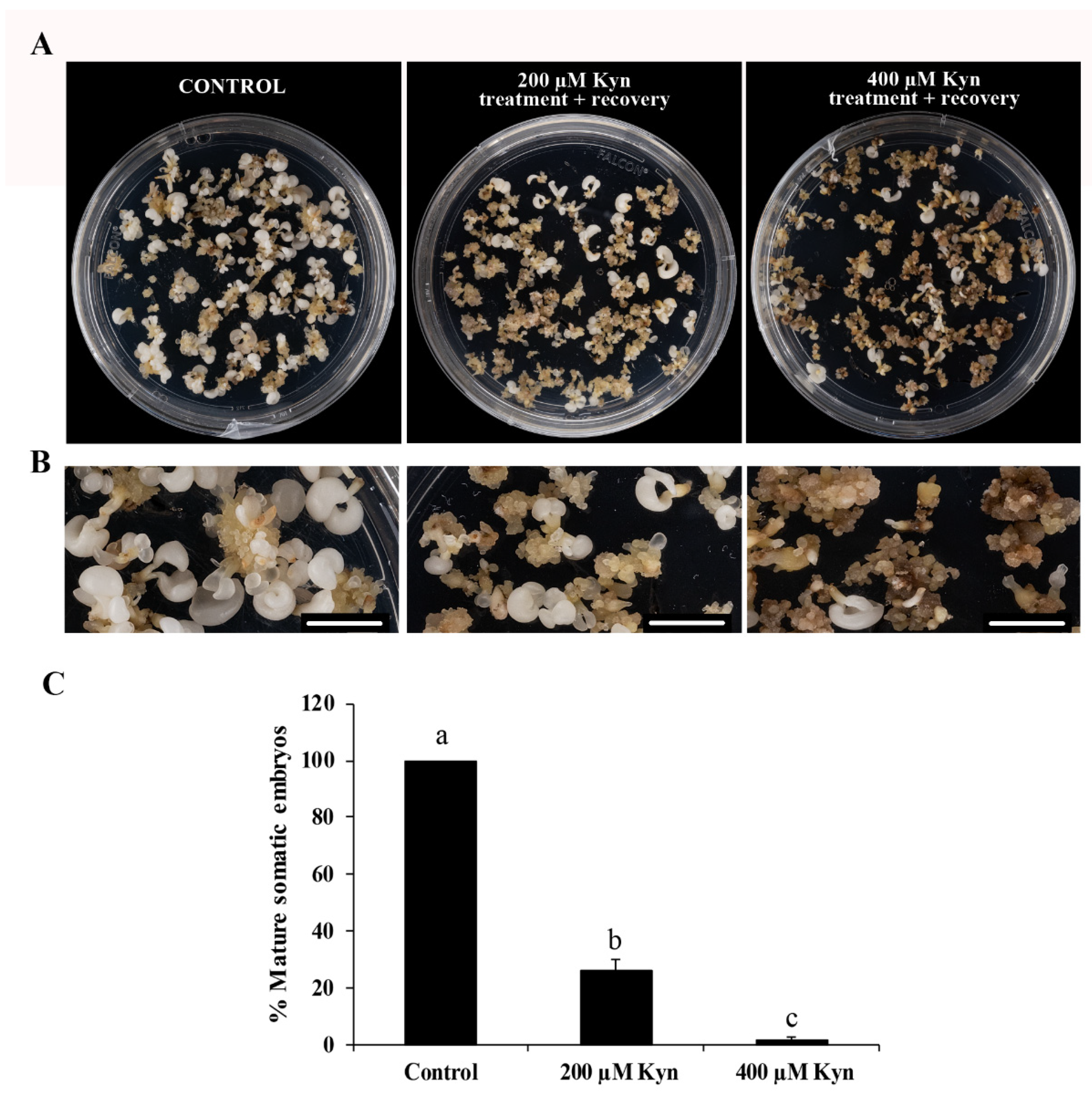Plants 12 01542 g006 Plants 12 01542 g006