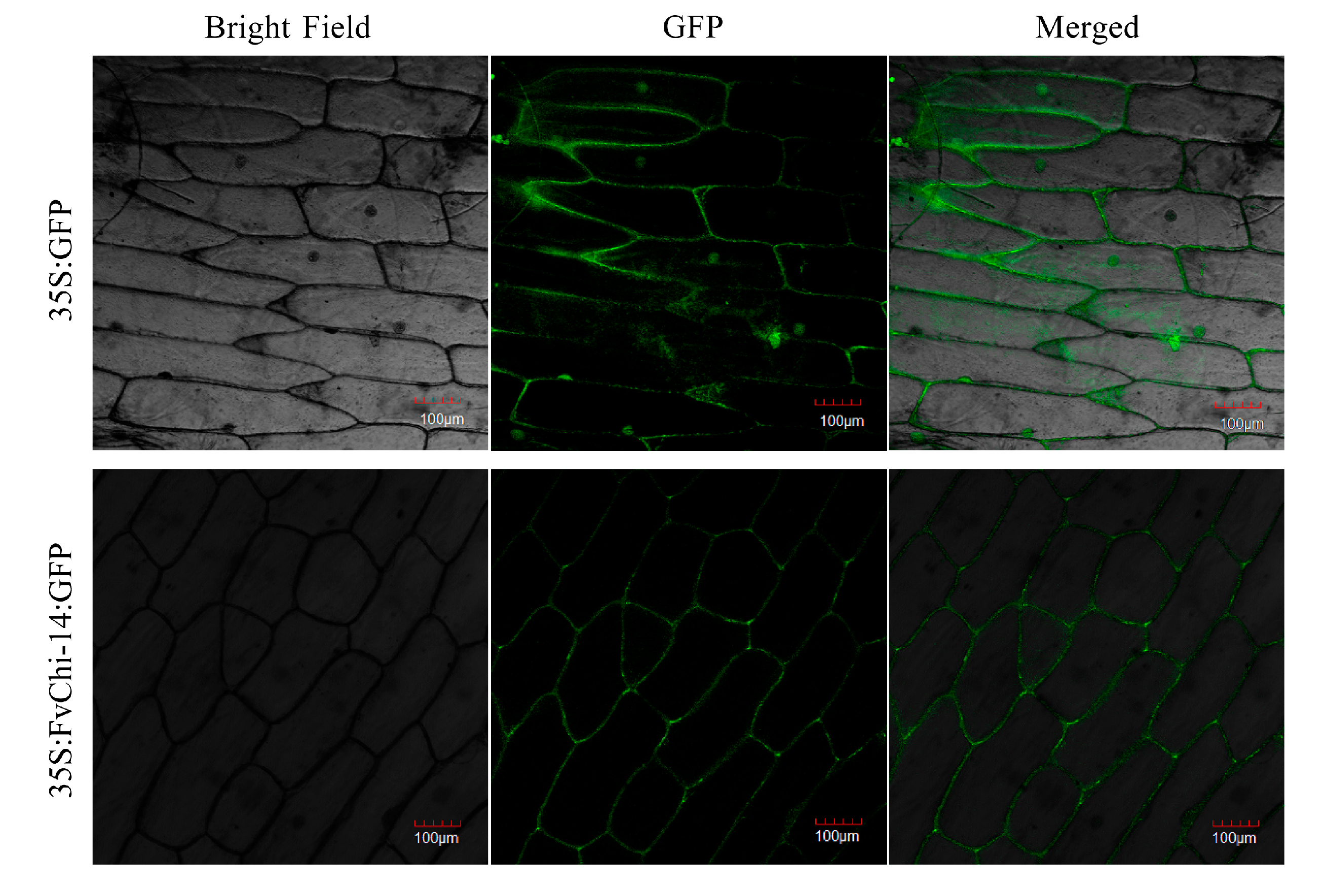 Plants 12 01543 g008