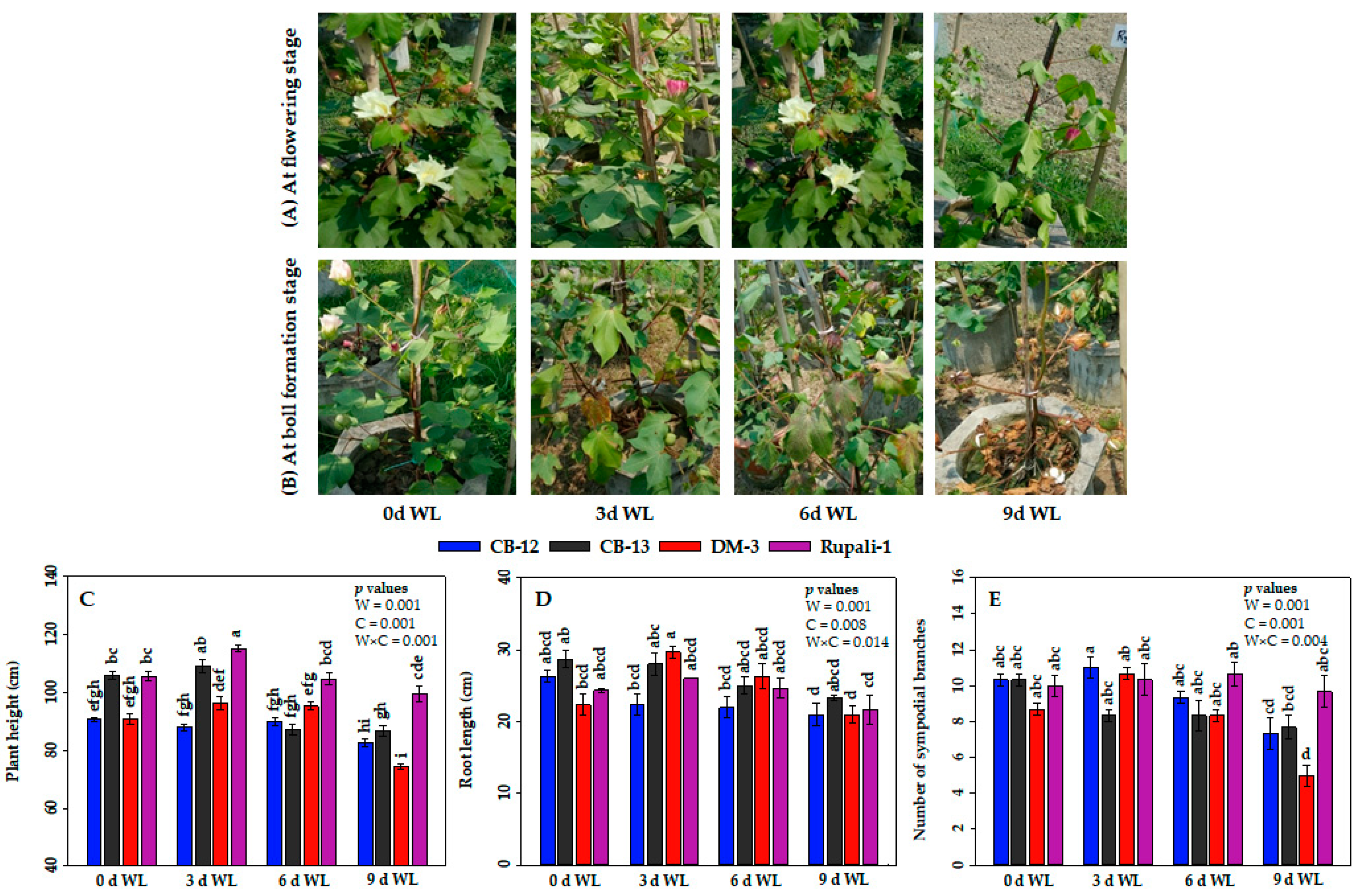 Plants 12 01548 g001 Plants 12 01548 g001