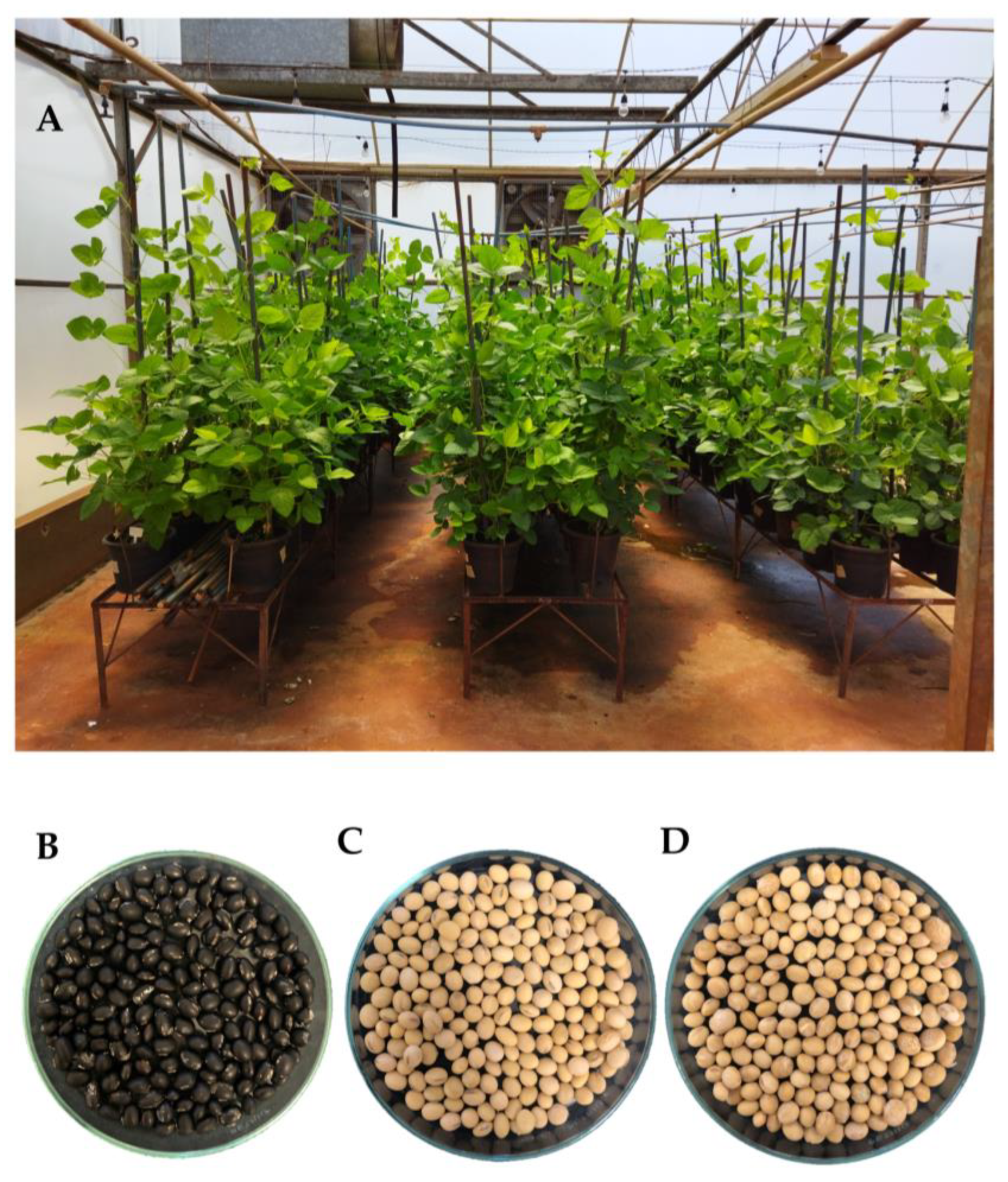 Plants 12 01555 g001