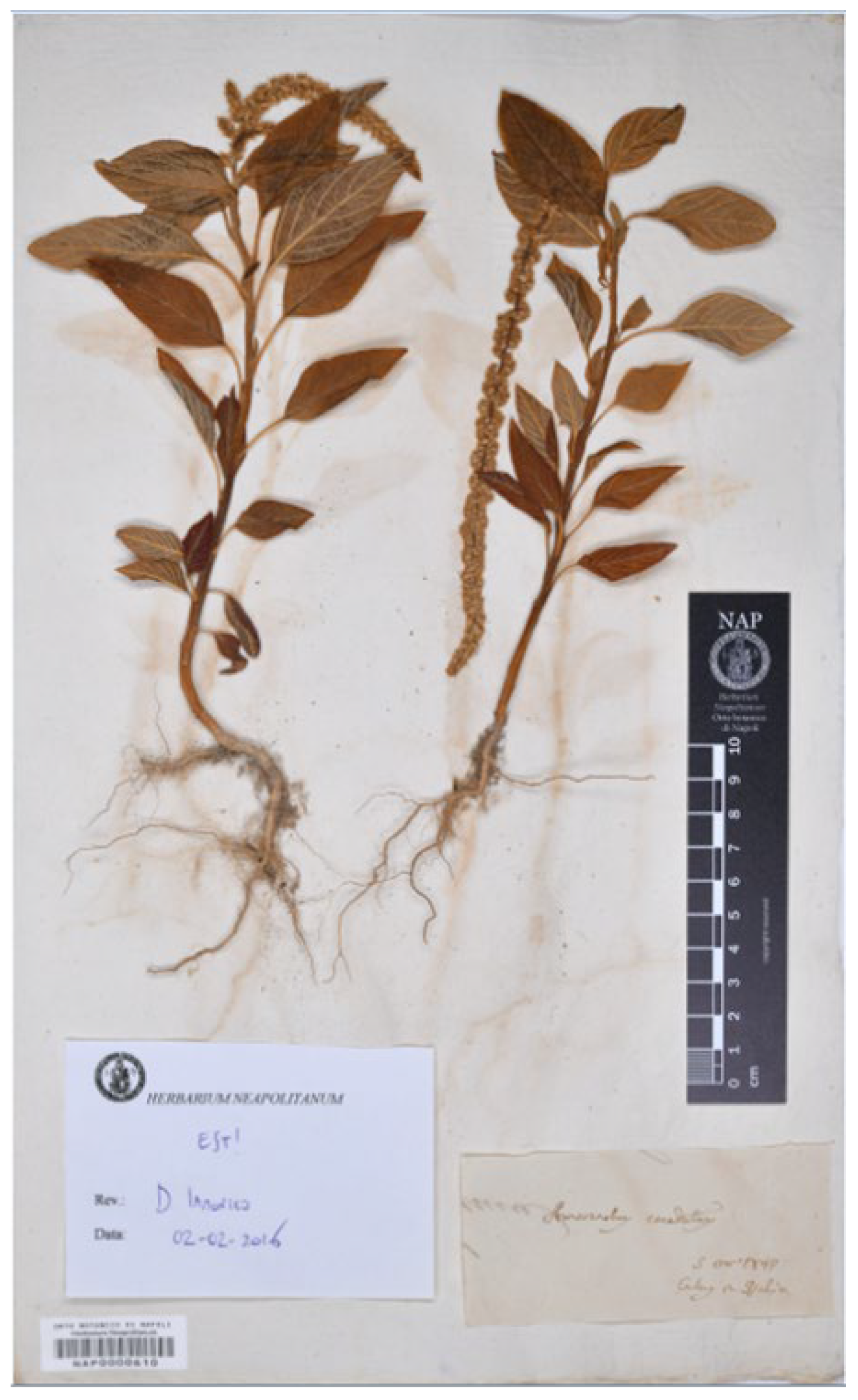 Plants 12 01566 g006