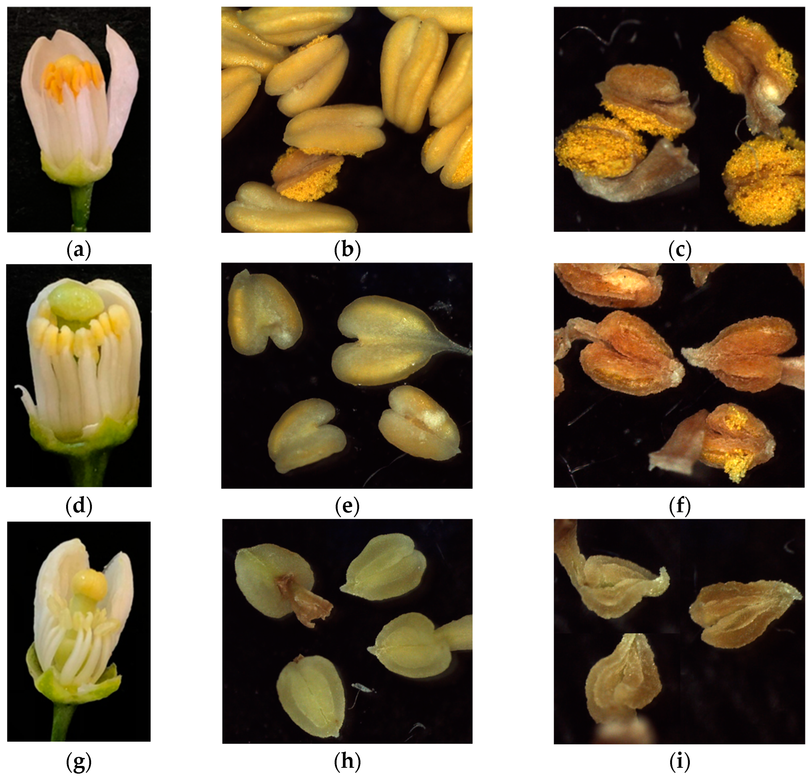 Plants 12 01567 g004 Plants 12 01567 g004