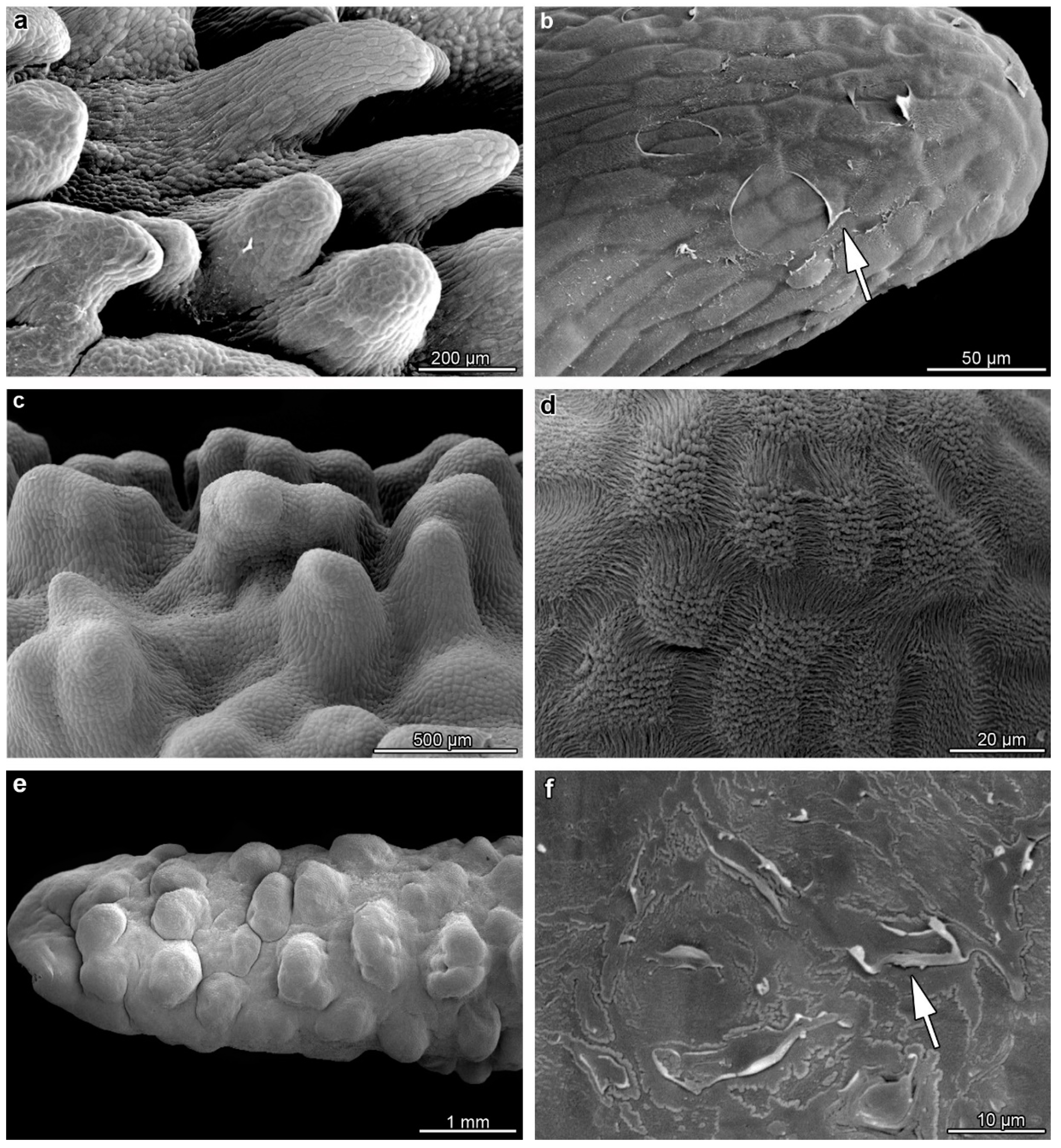 Plants 12 01568 g002 Plants 12 01568 g002