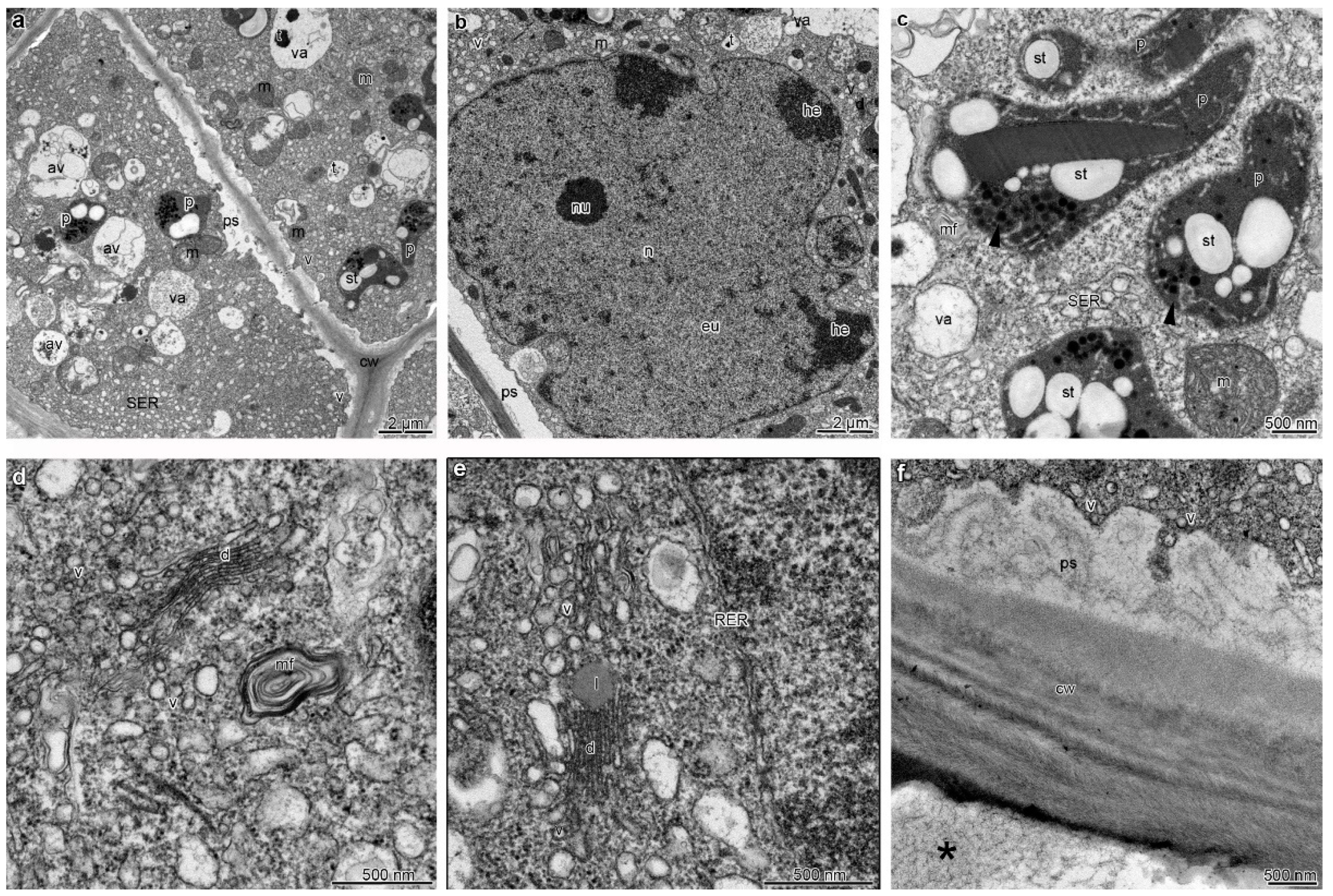 Plants 12 01568 g004 Plants 12 01568 g004