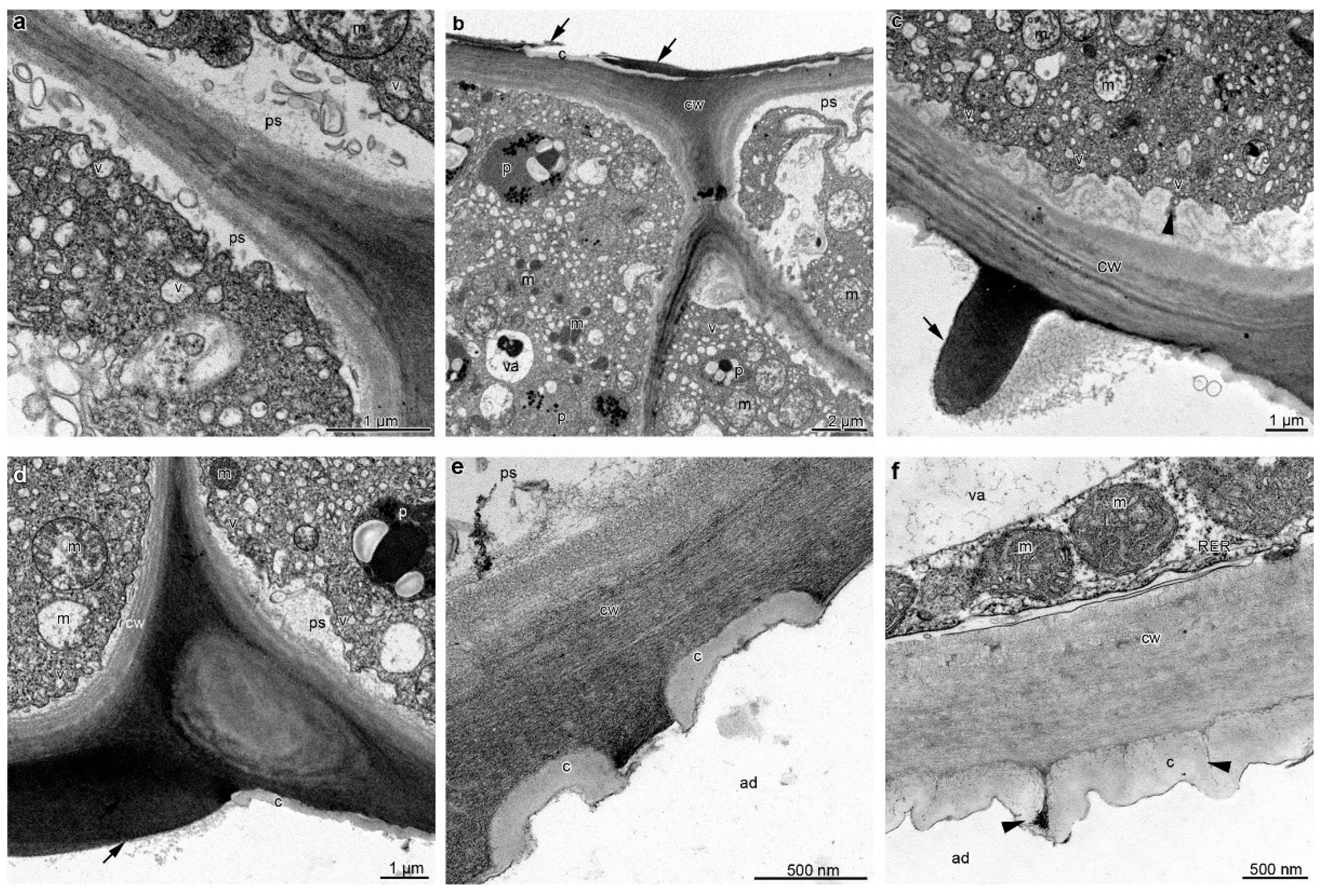 Plants 12 01568 g005 Plants 12 01568 g005