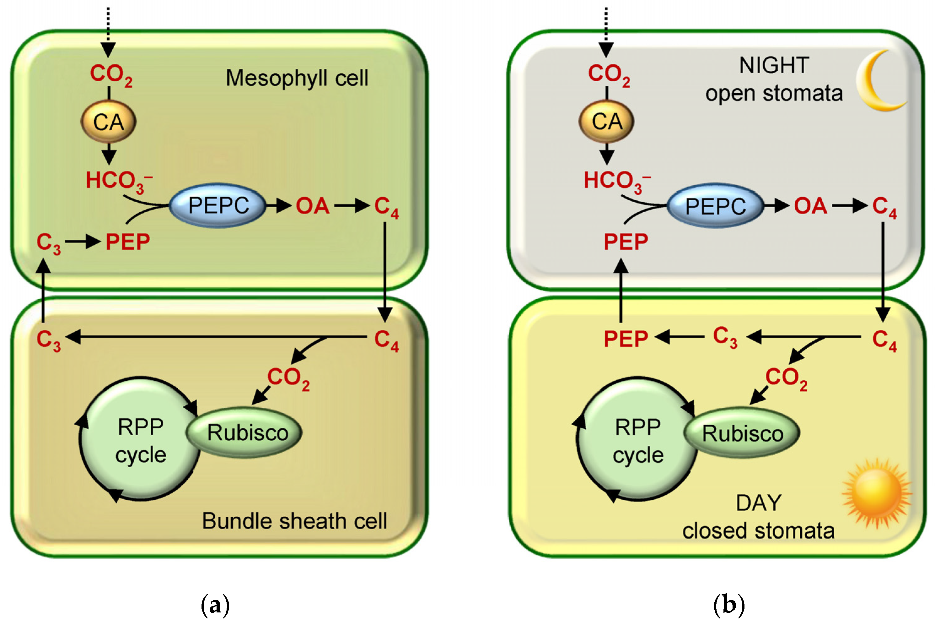 Plant Cells: Our Green Cousins - The Institution for Science Advancement