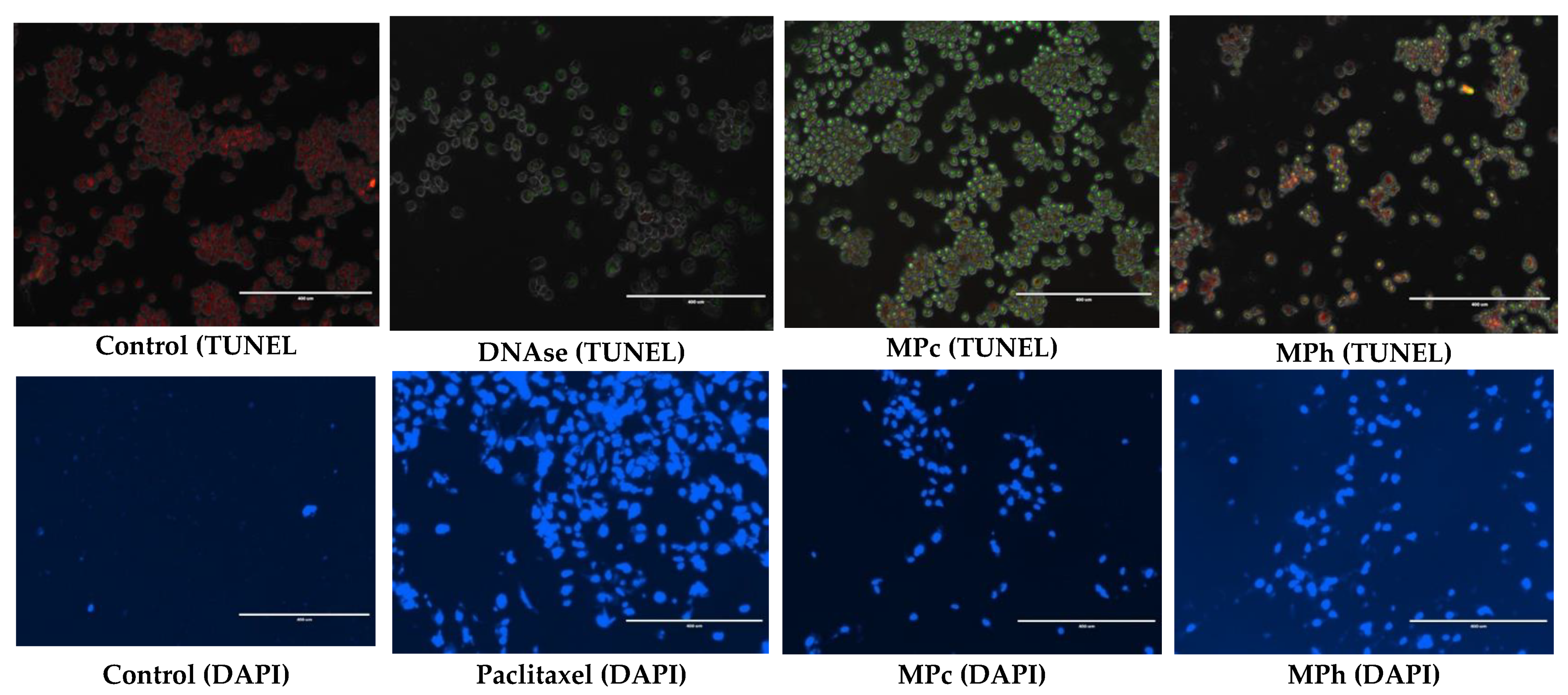 Plants 12 01576 g004