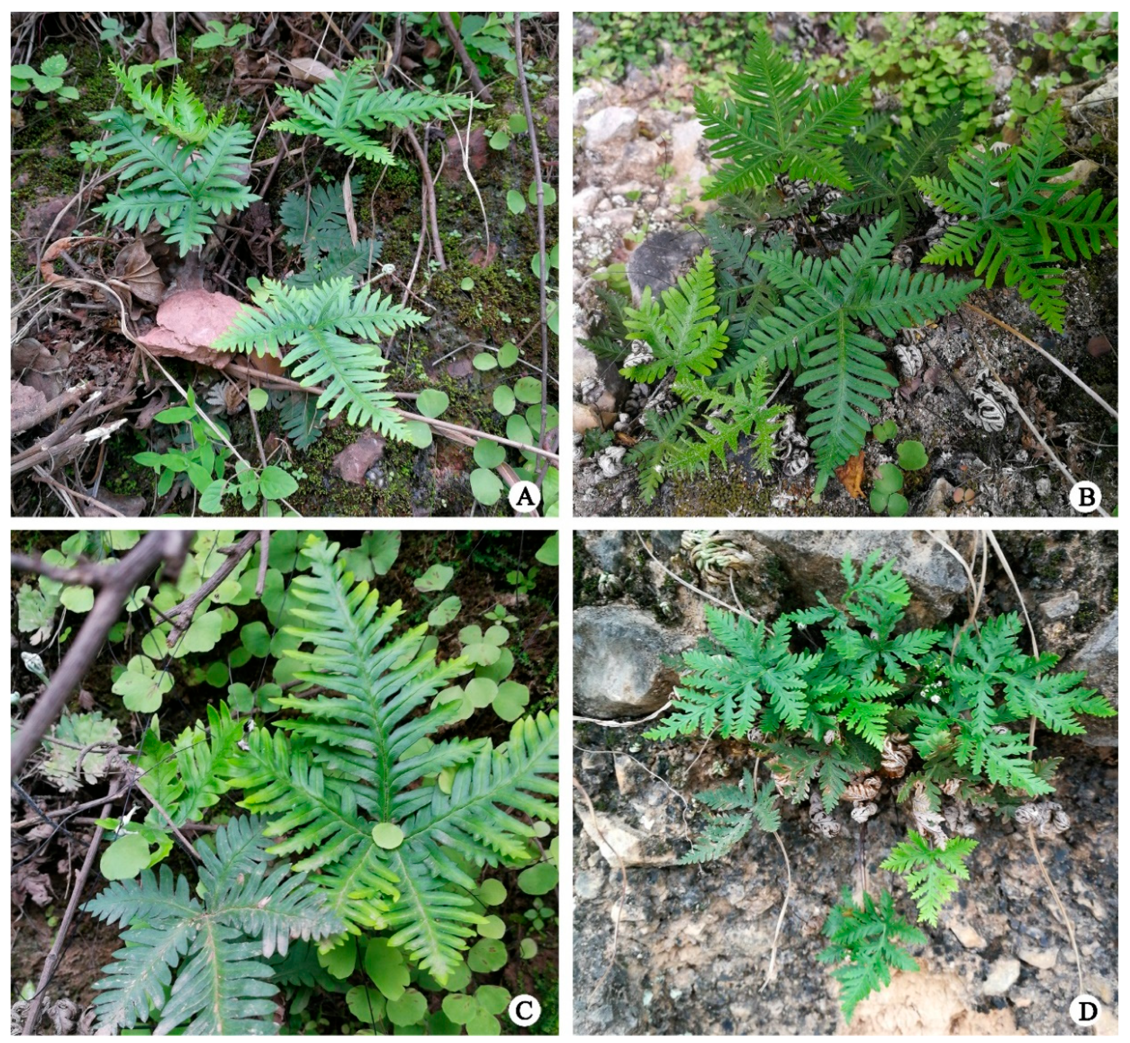 Plants 12 01579 g006 Plants 12 01579 g006