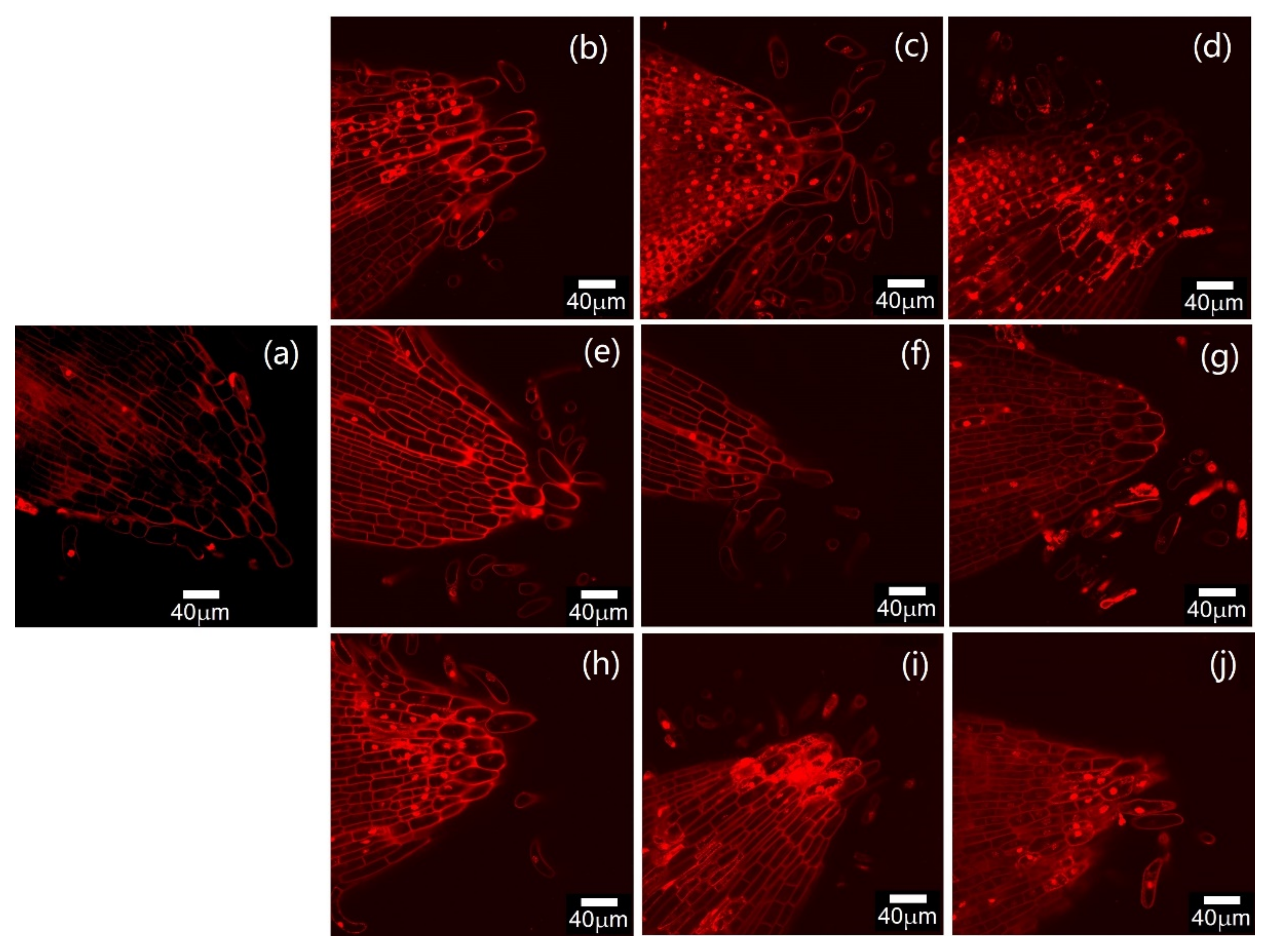 Plants 12 01583 g002