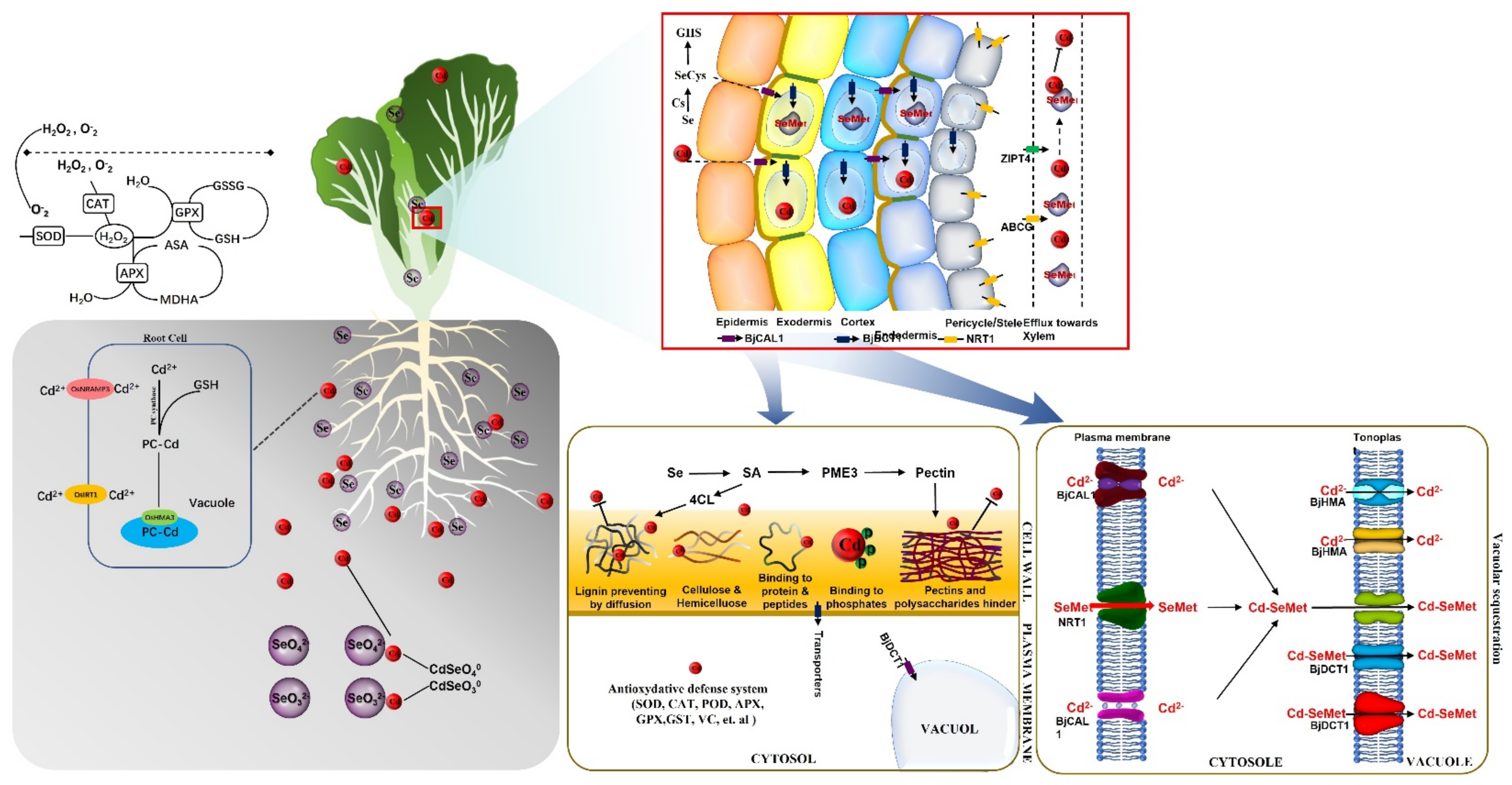 Plants 12 01583 g013