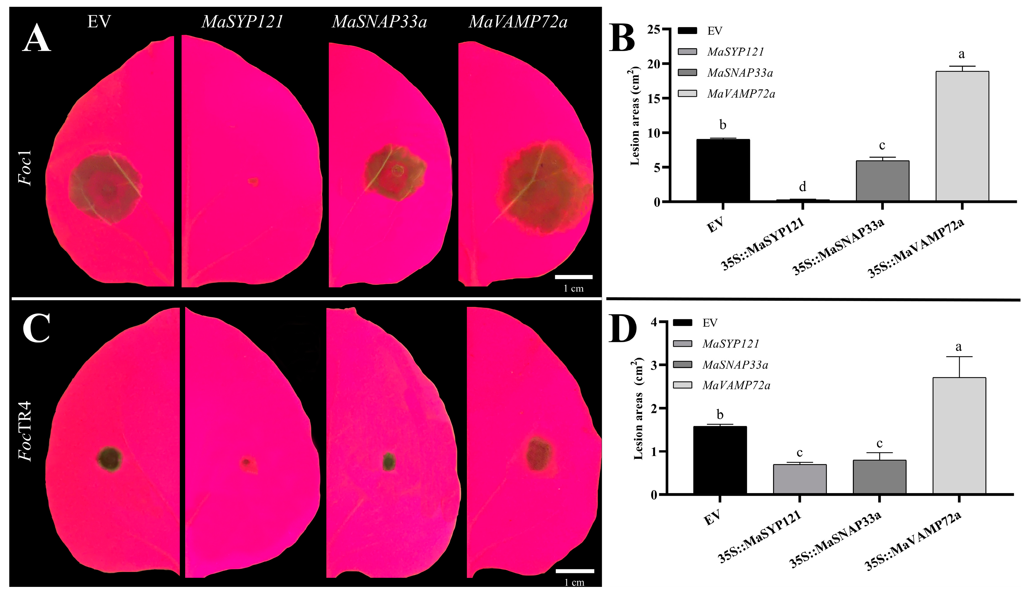 Plants 12 01599 g009 Plants 12 01599 g009