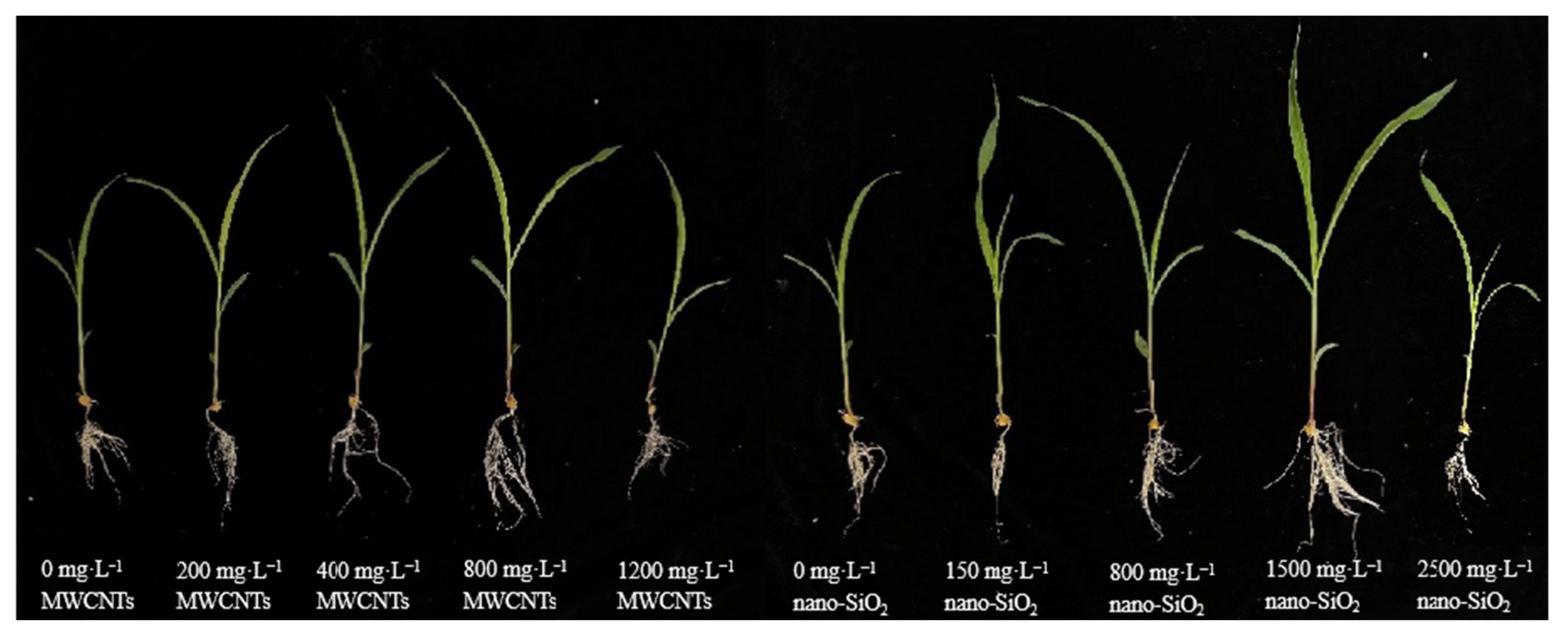 Plants 12 01604 g001 Plants 12 01604 g001