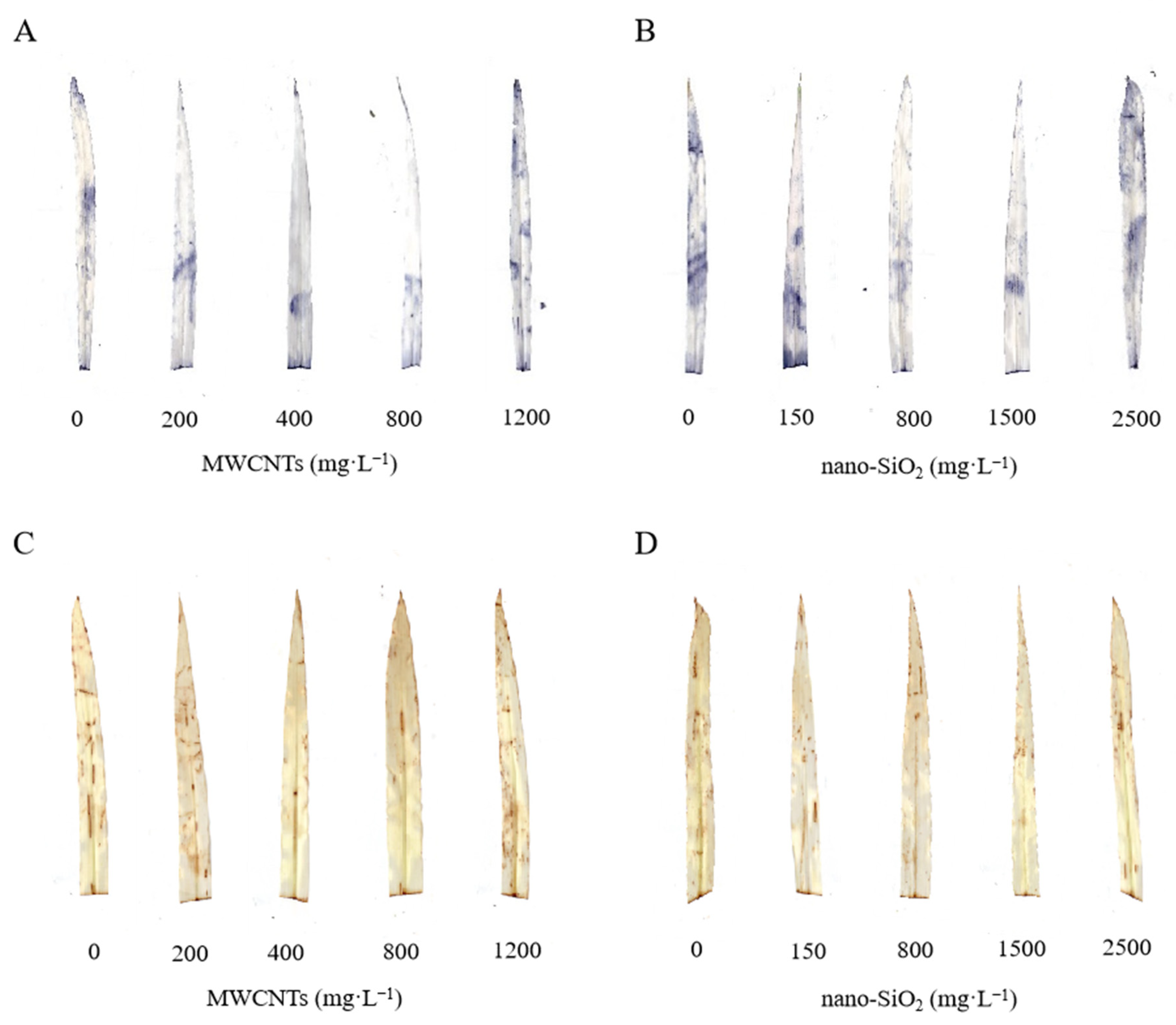 Plants 12 01604 g005 Plants 12 01604 g005