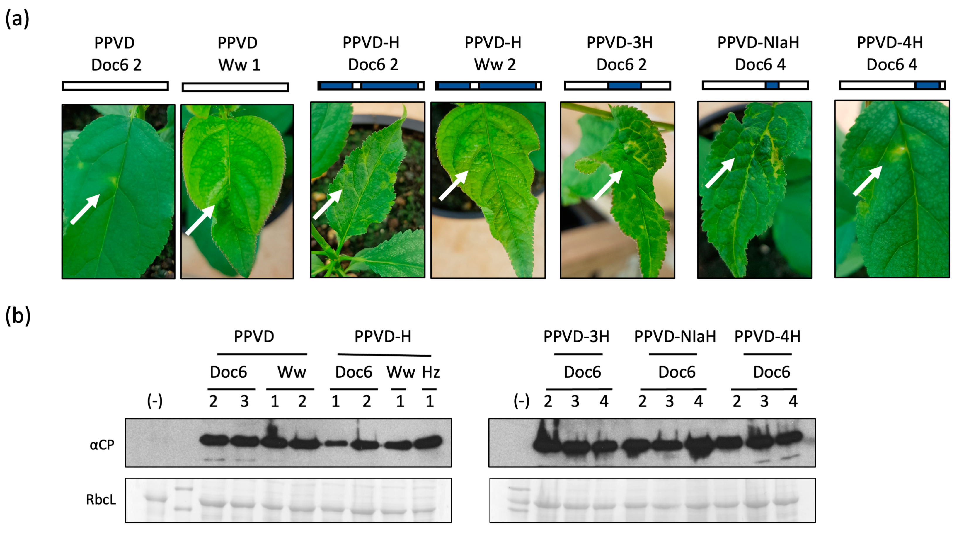 Plants 12 01609 g003
