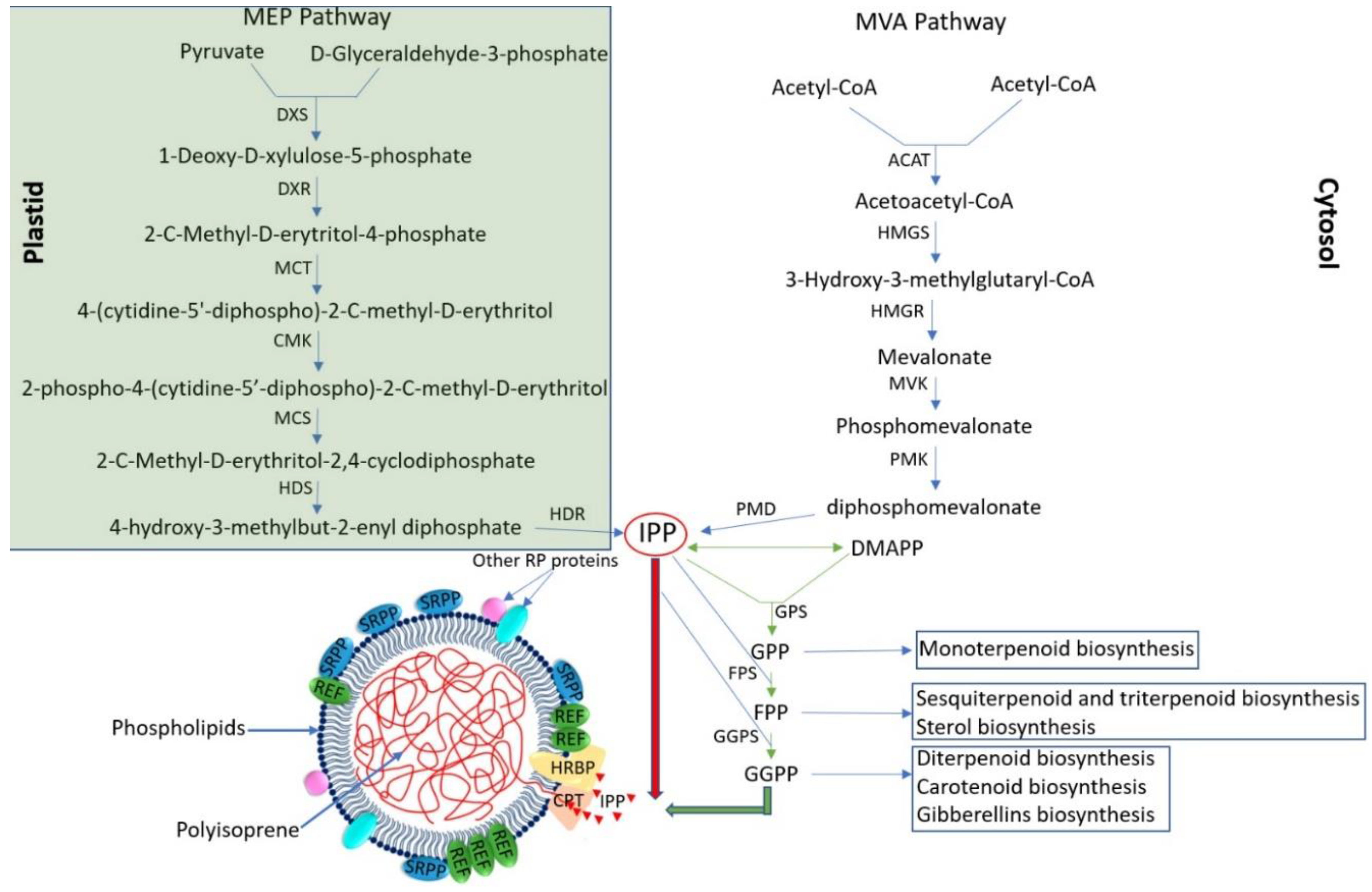 Plants 12 01621 g002
