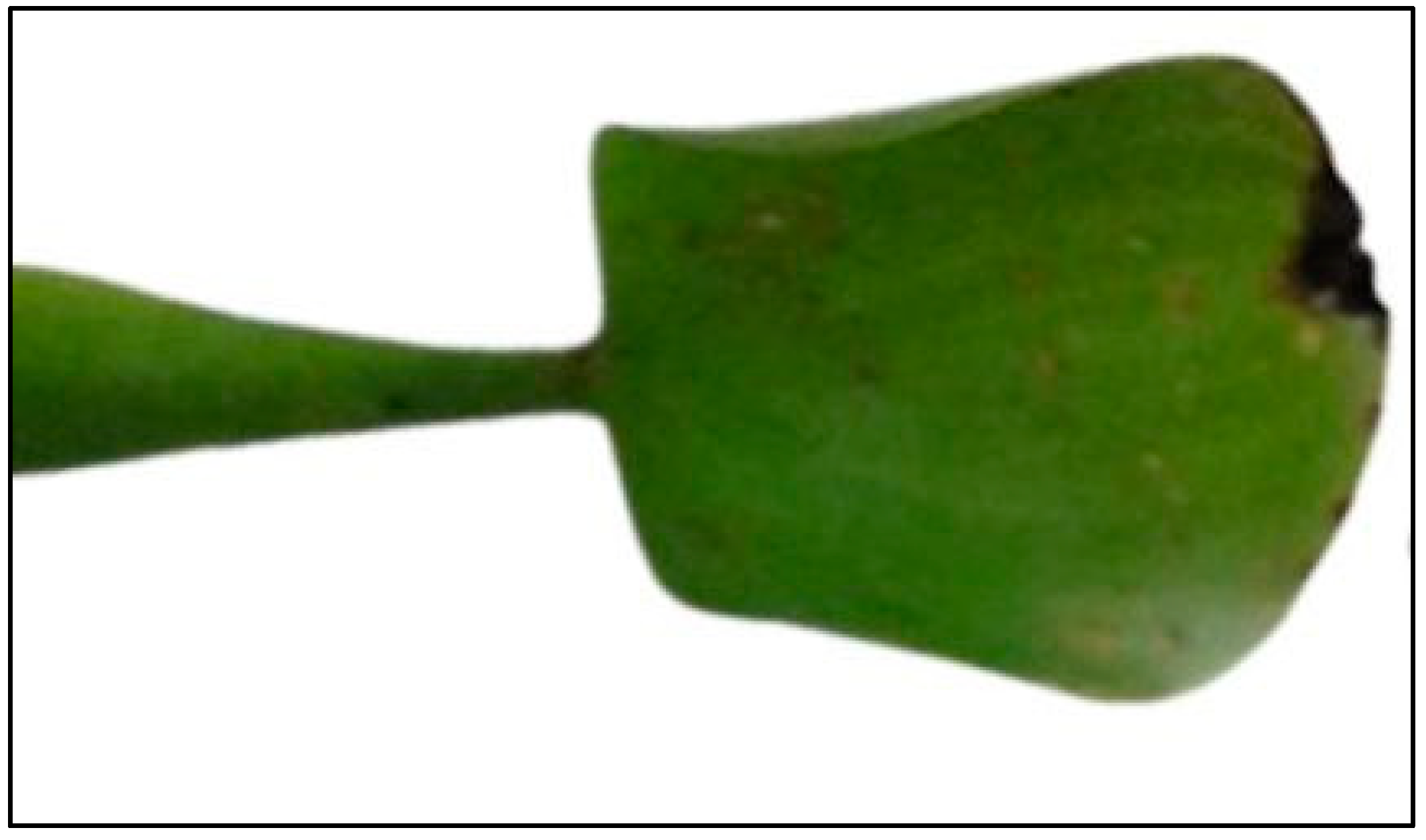 Plants 12 01624 g011 Plants 12 01624 g011