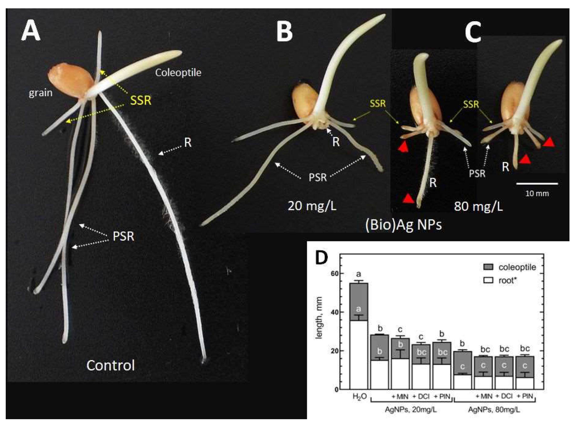 Plants 12 01627 g001