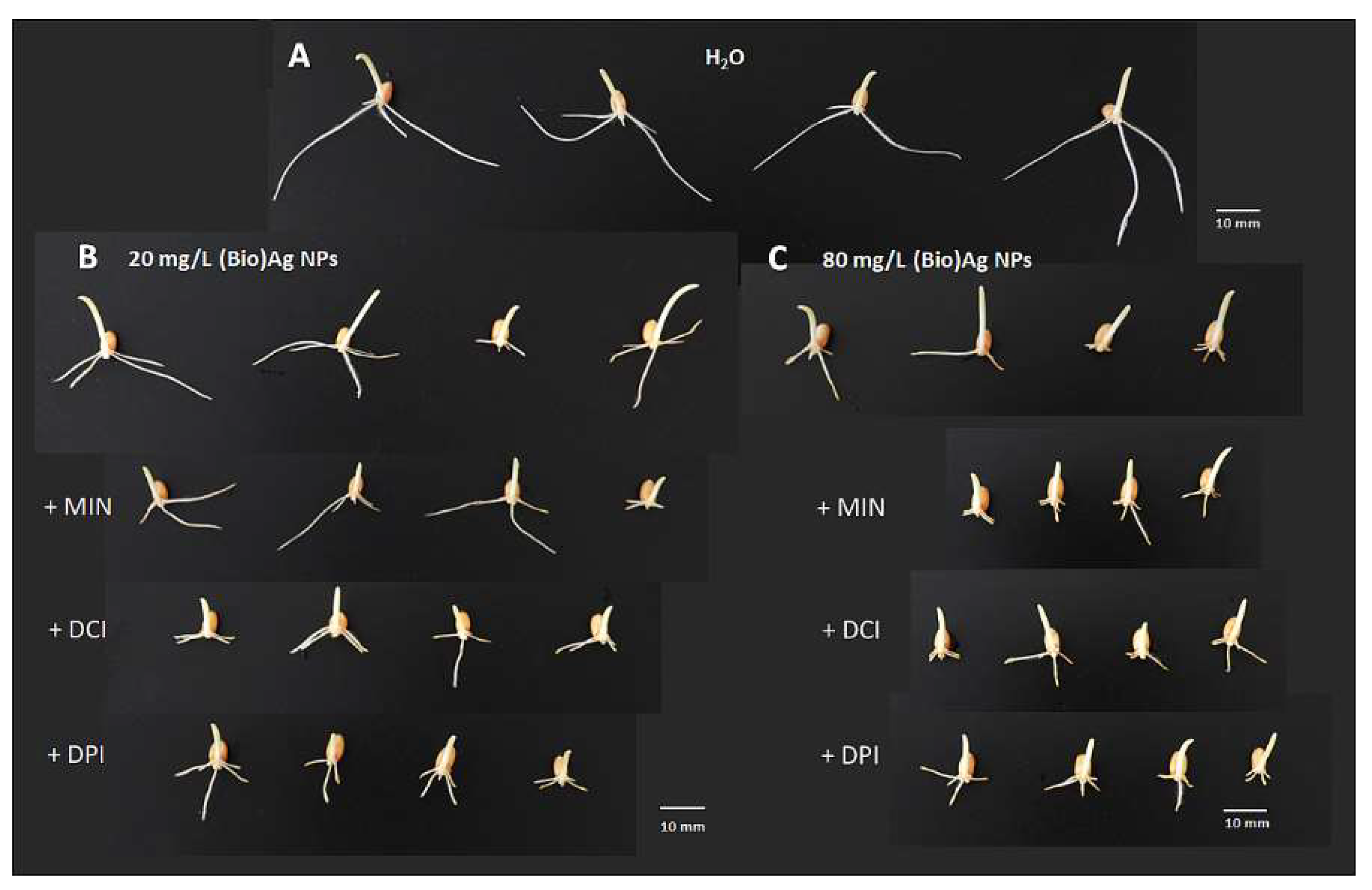 Plants 12 01627 g002