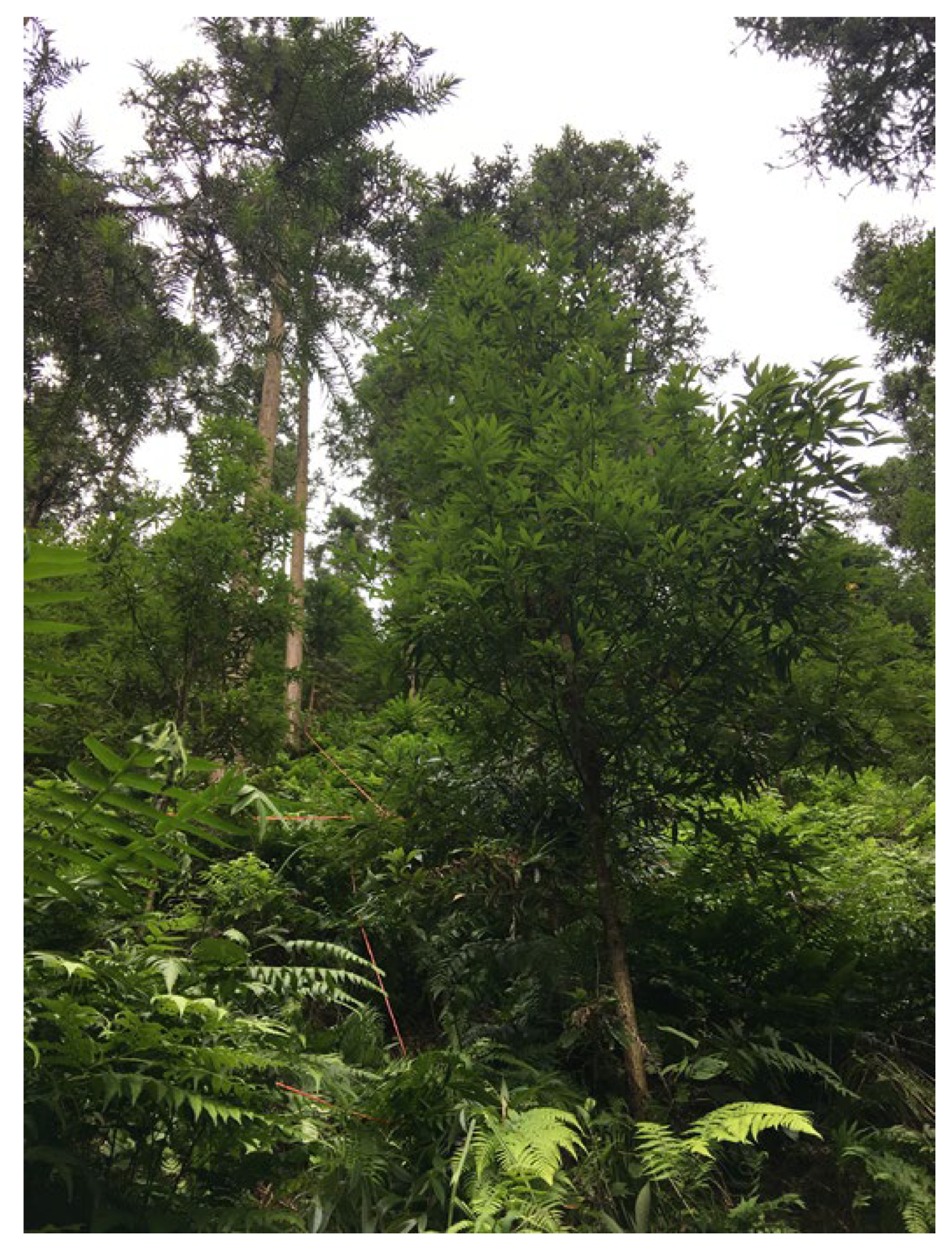 Plants 12 01633 g005