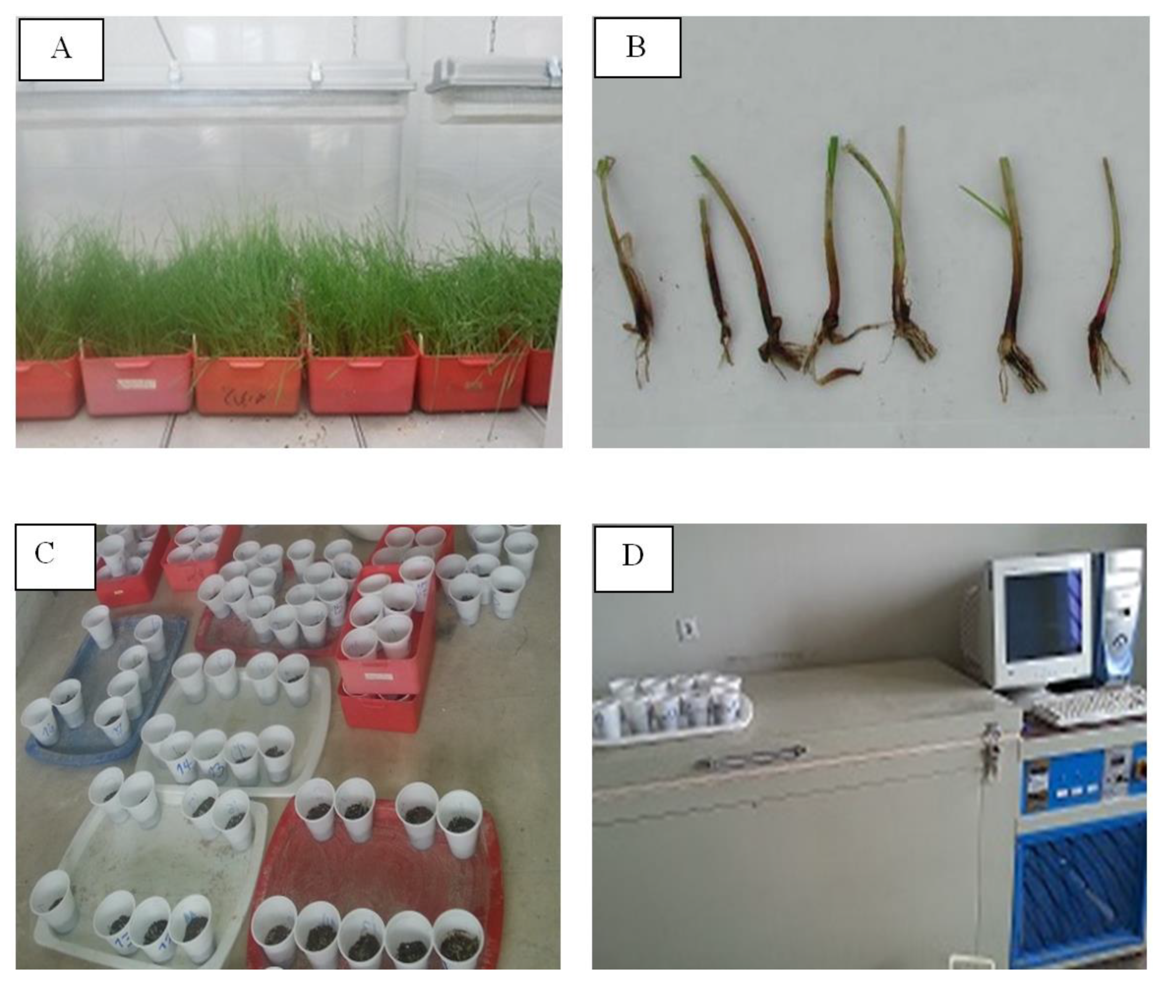 Plants 12 01641 g001 Plants 12 01641 g001