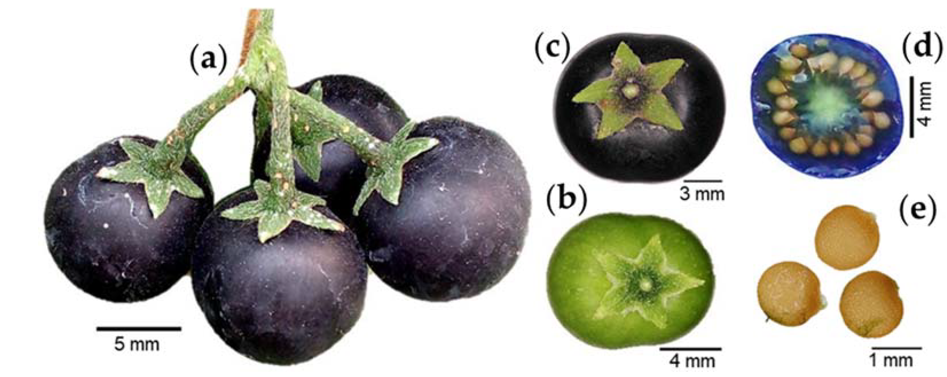 Plants 12 01645 g003