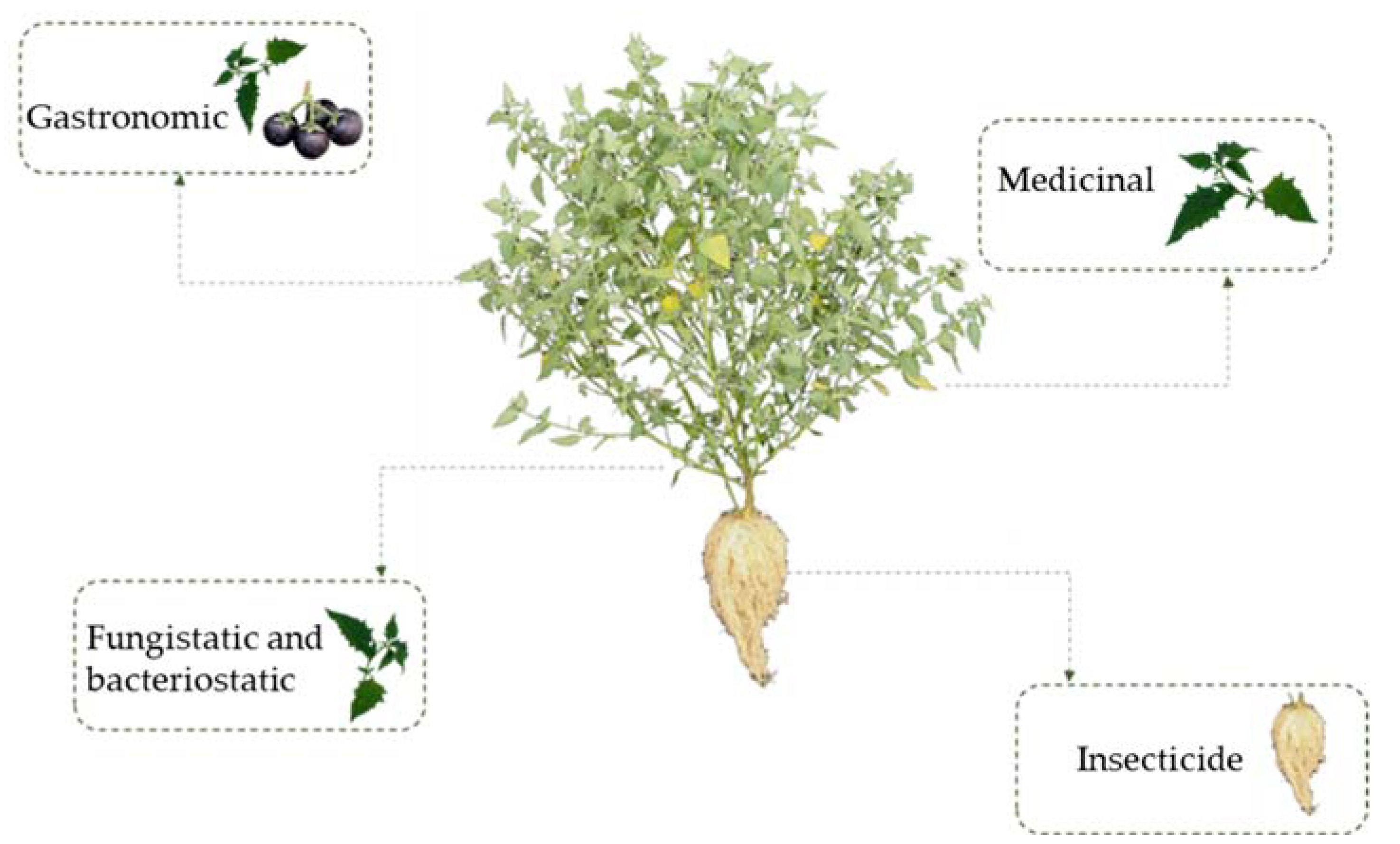 Plants 12 01645 g004