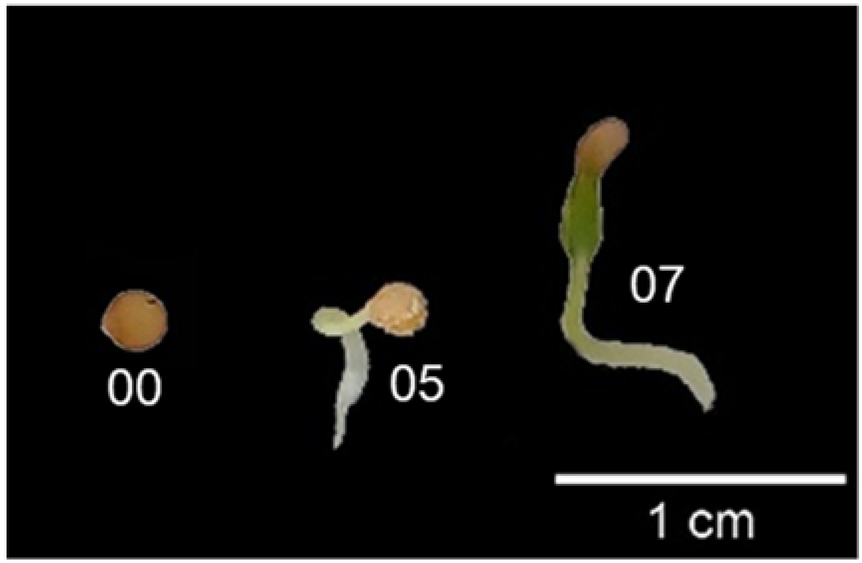 Plants 12 01645 g005