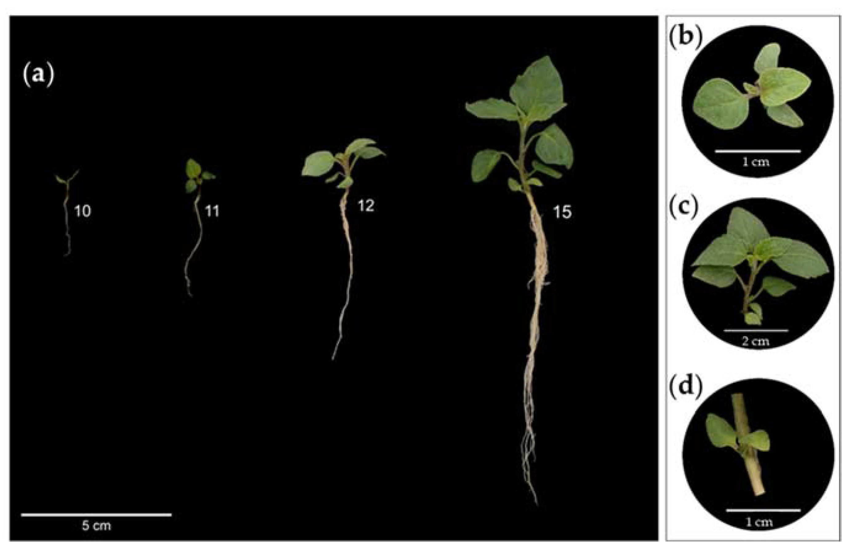 Plants 12 01645 g006