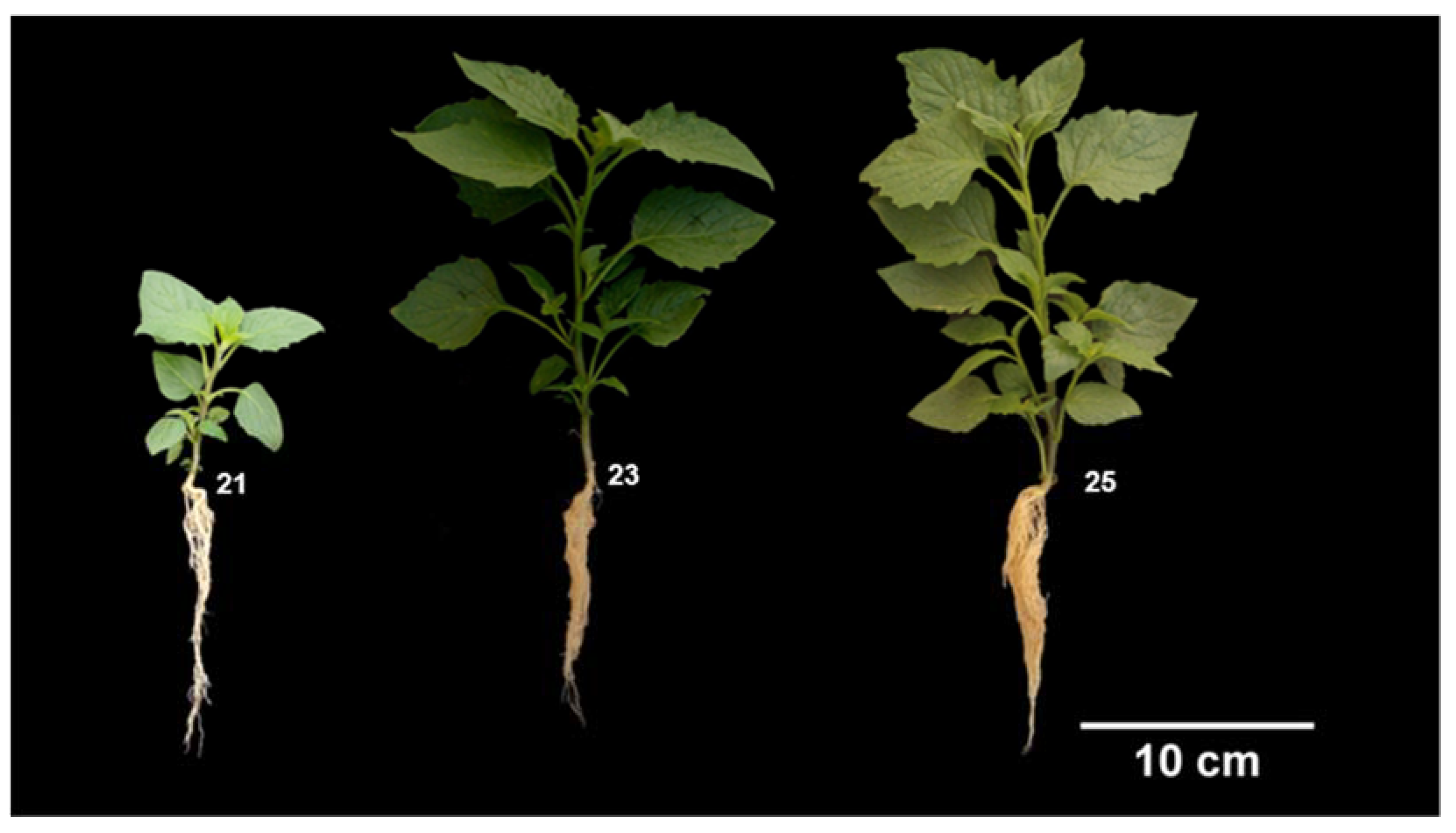 Plants 12 01645 g007