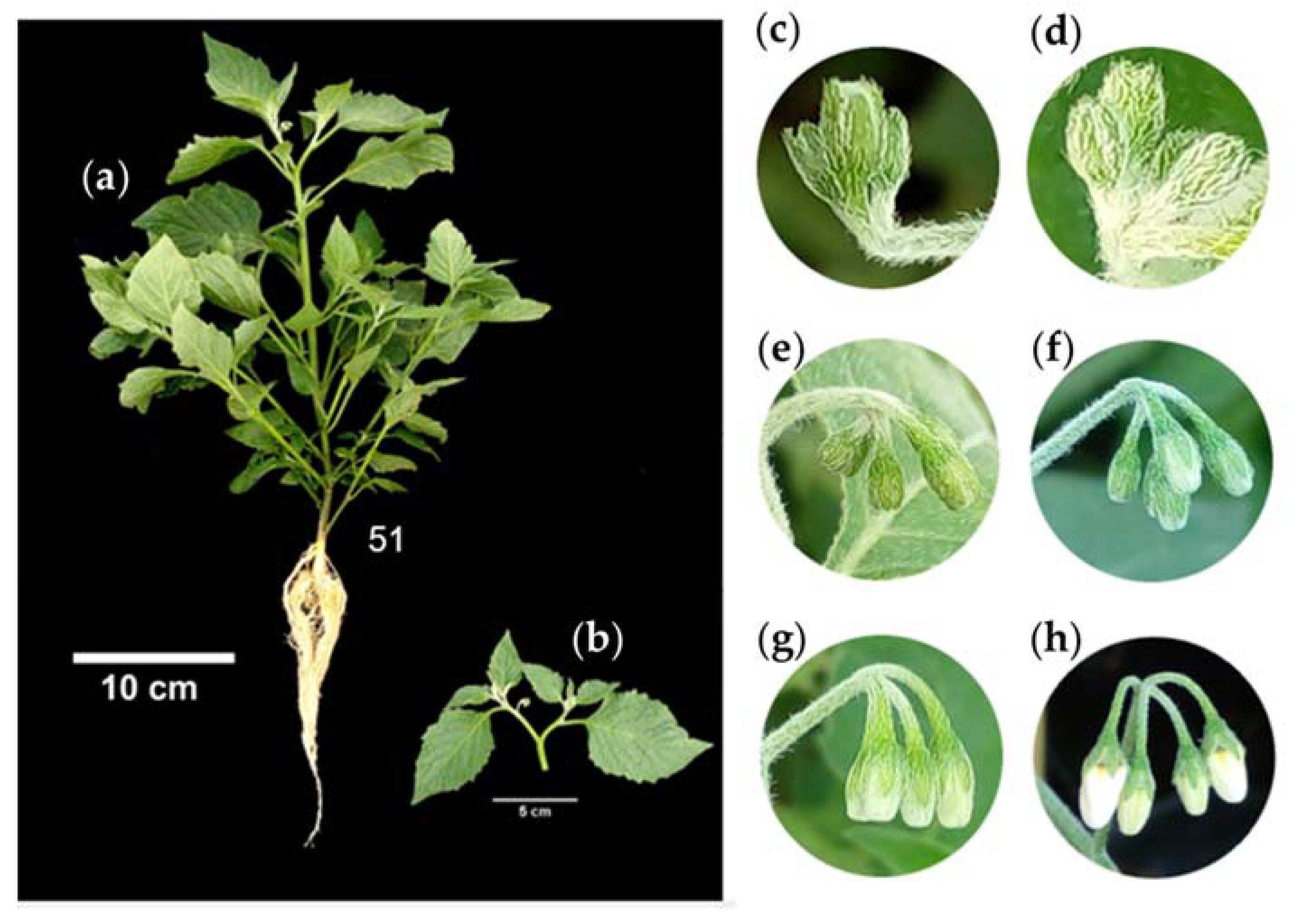 Plants 12 01645 g008