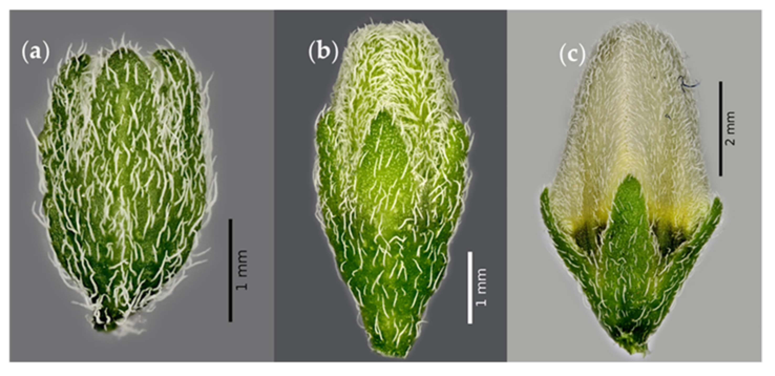 Plants 12 01645 g009