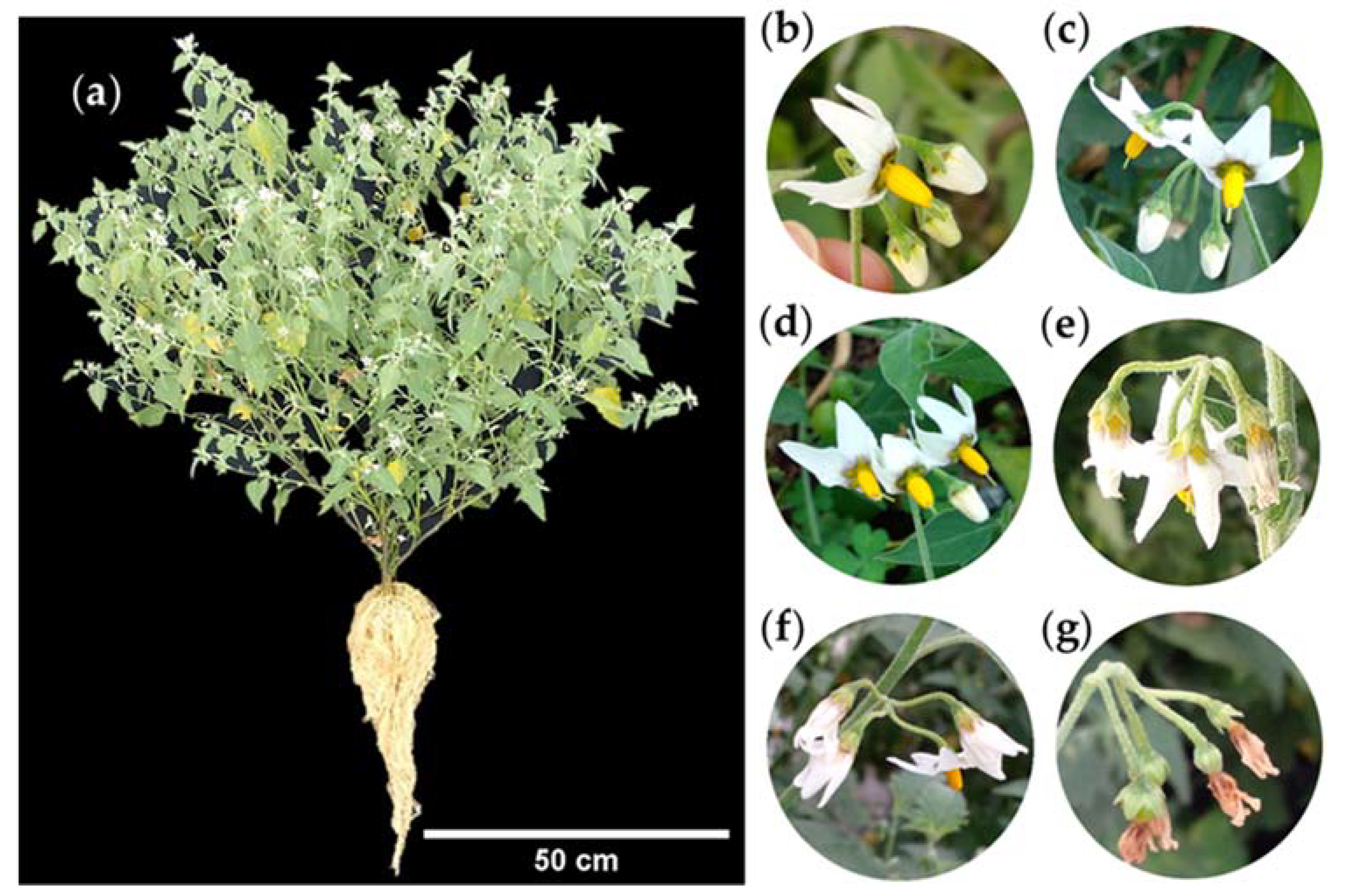 Plants Free FullText Uses, Botanical Characteristics, and