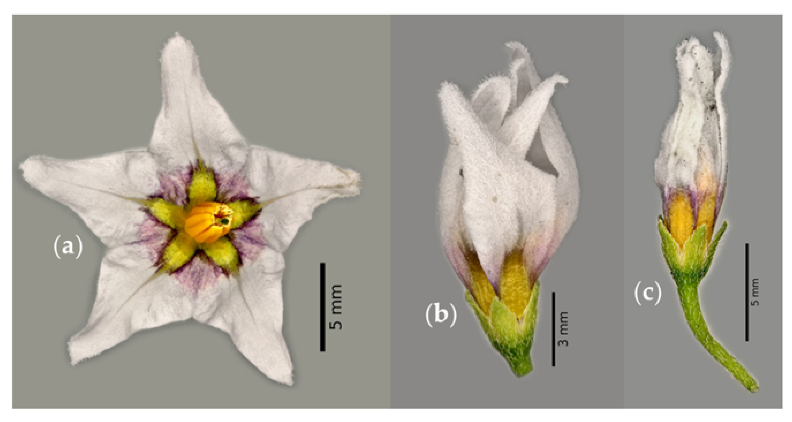 Plants 12 01645 g011