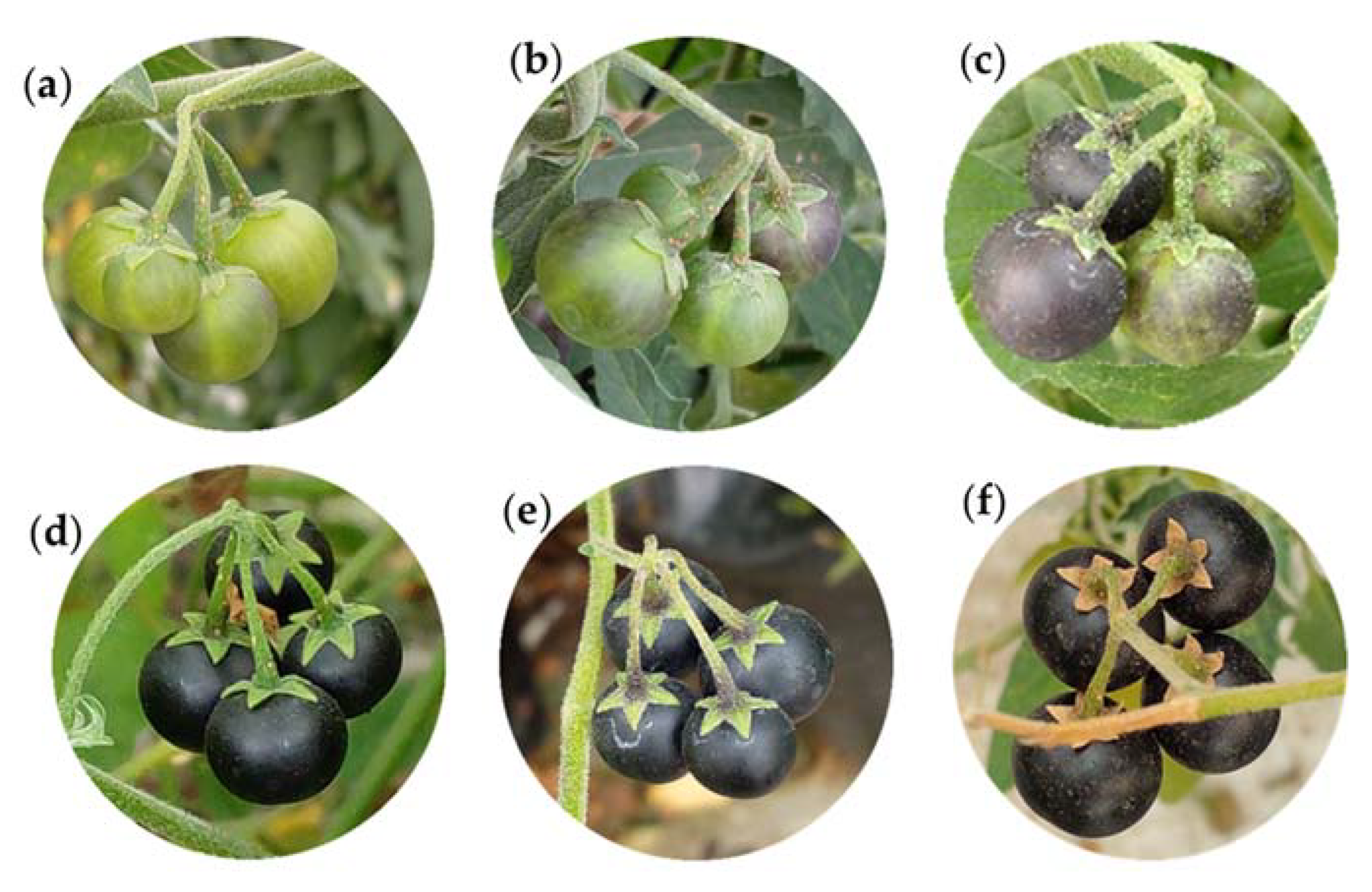 Plants 12 01645 g014