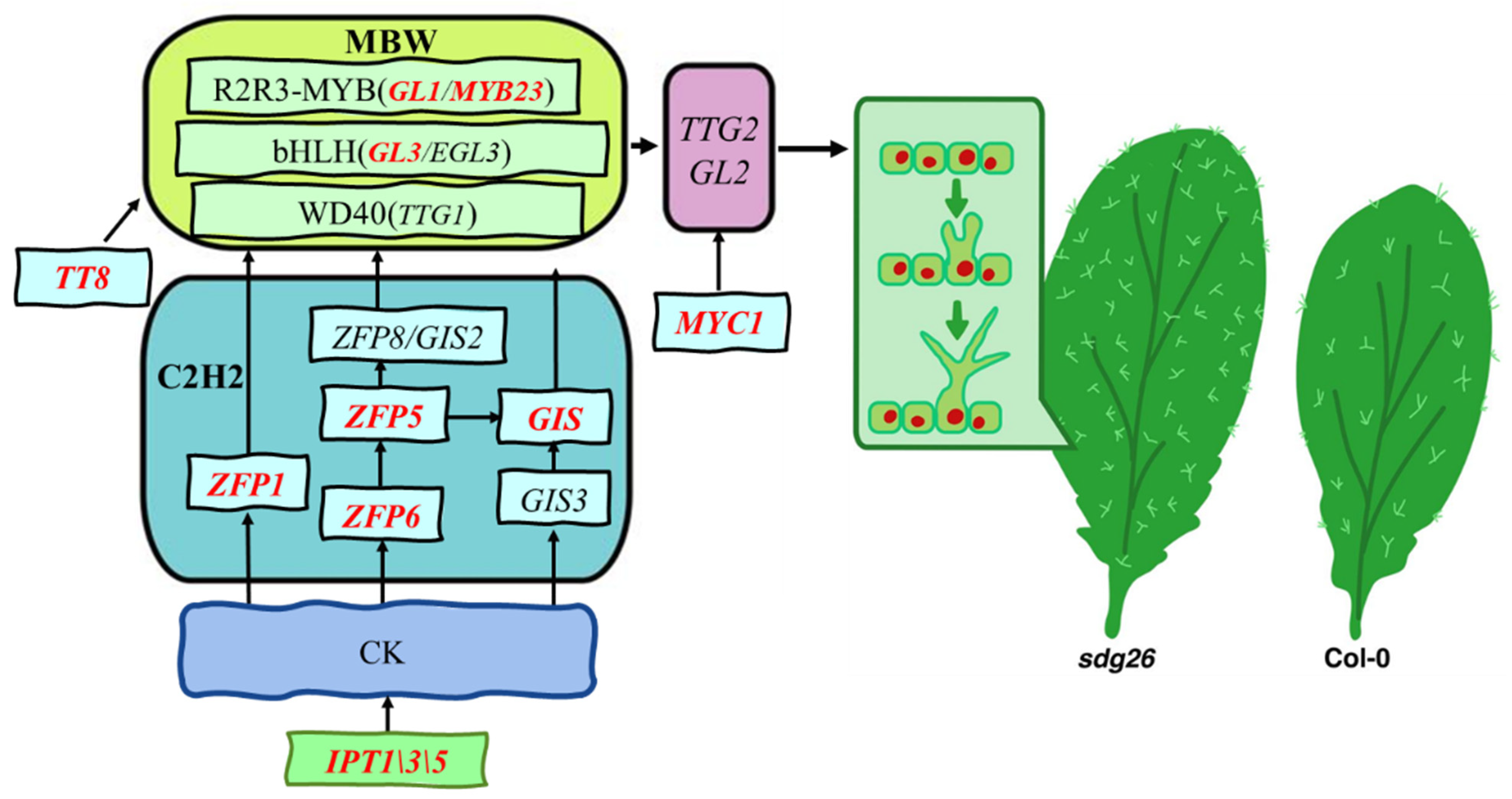 Plants 12 01651 g006