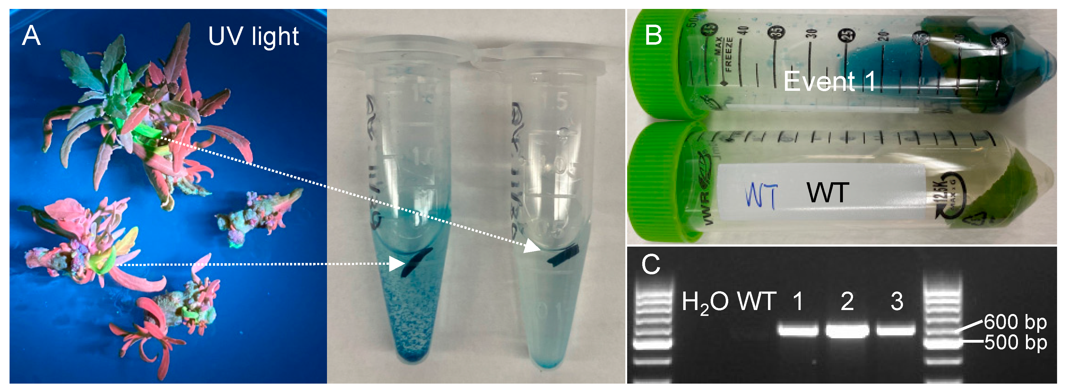 Plants 12 01657 g002 Plants 12 01657 g002