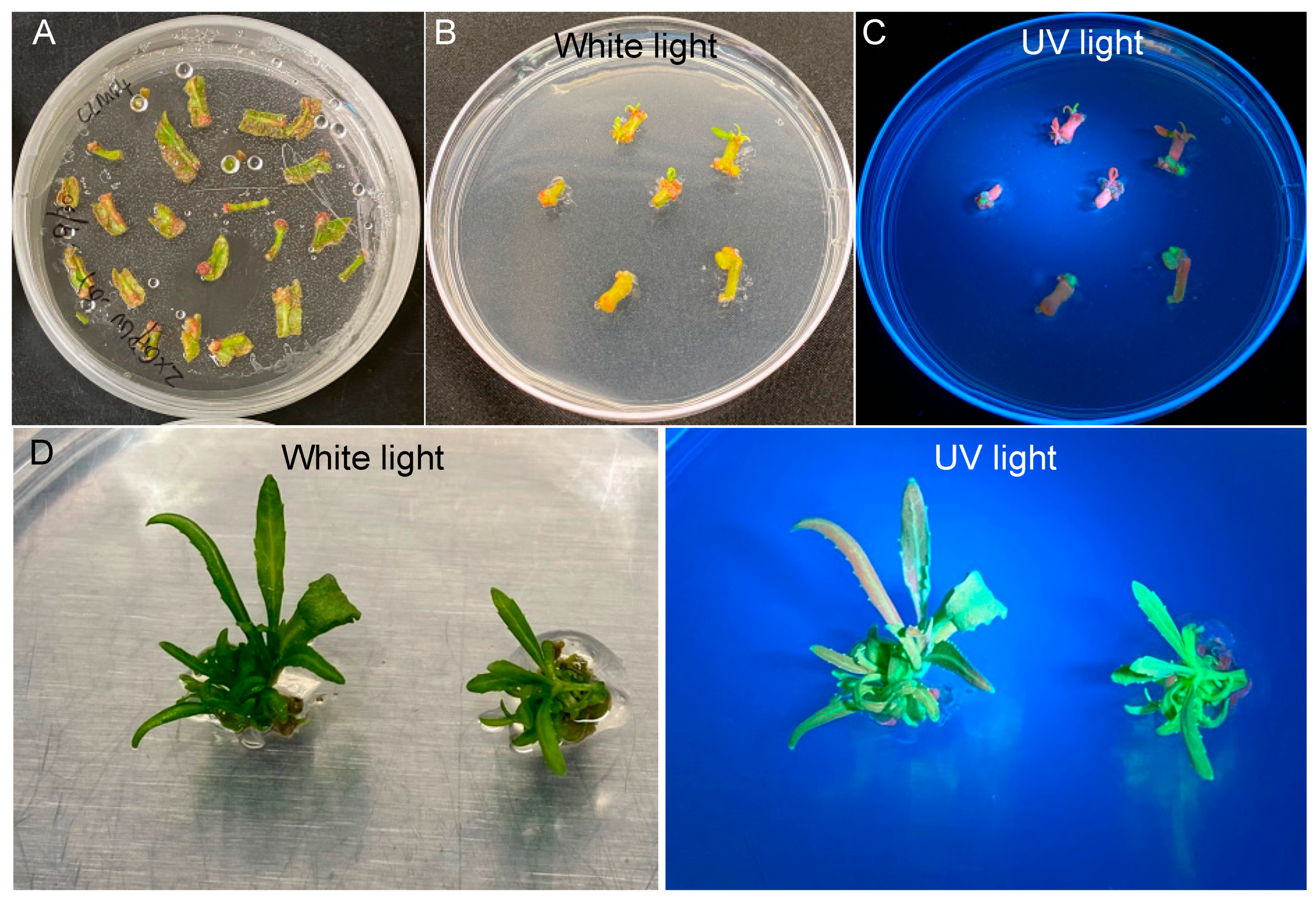 Plants 12 01657 g003 Plants 12 01657 g003