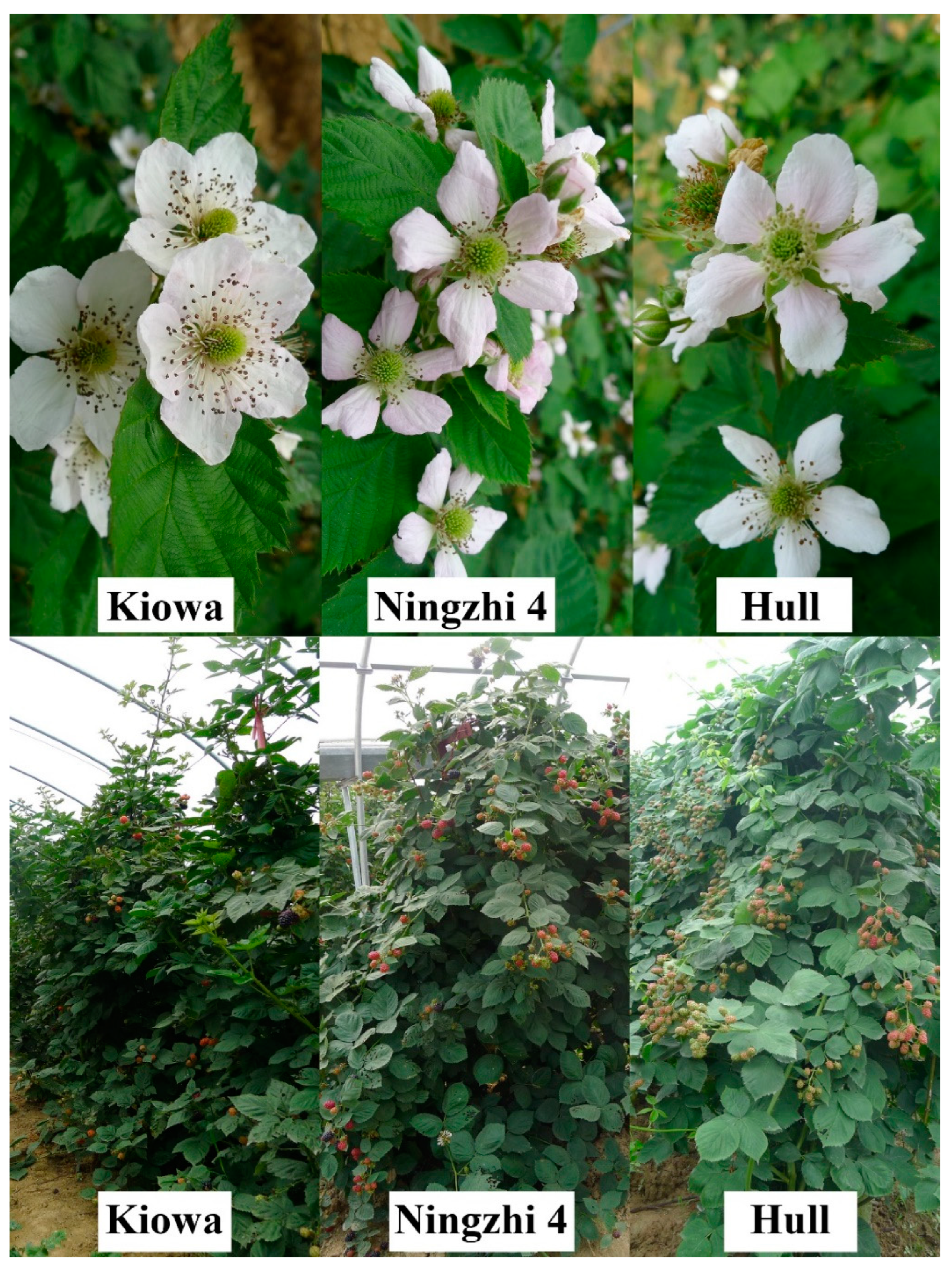 Plants 12 01661 g001