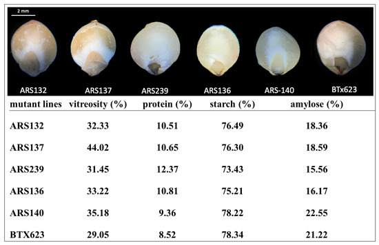 pp様 カンカン ガンバレジェンズ CX02-060 仮面ライダーZX ゼクロス
